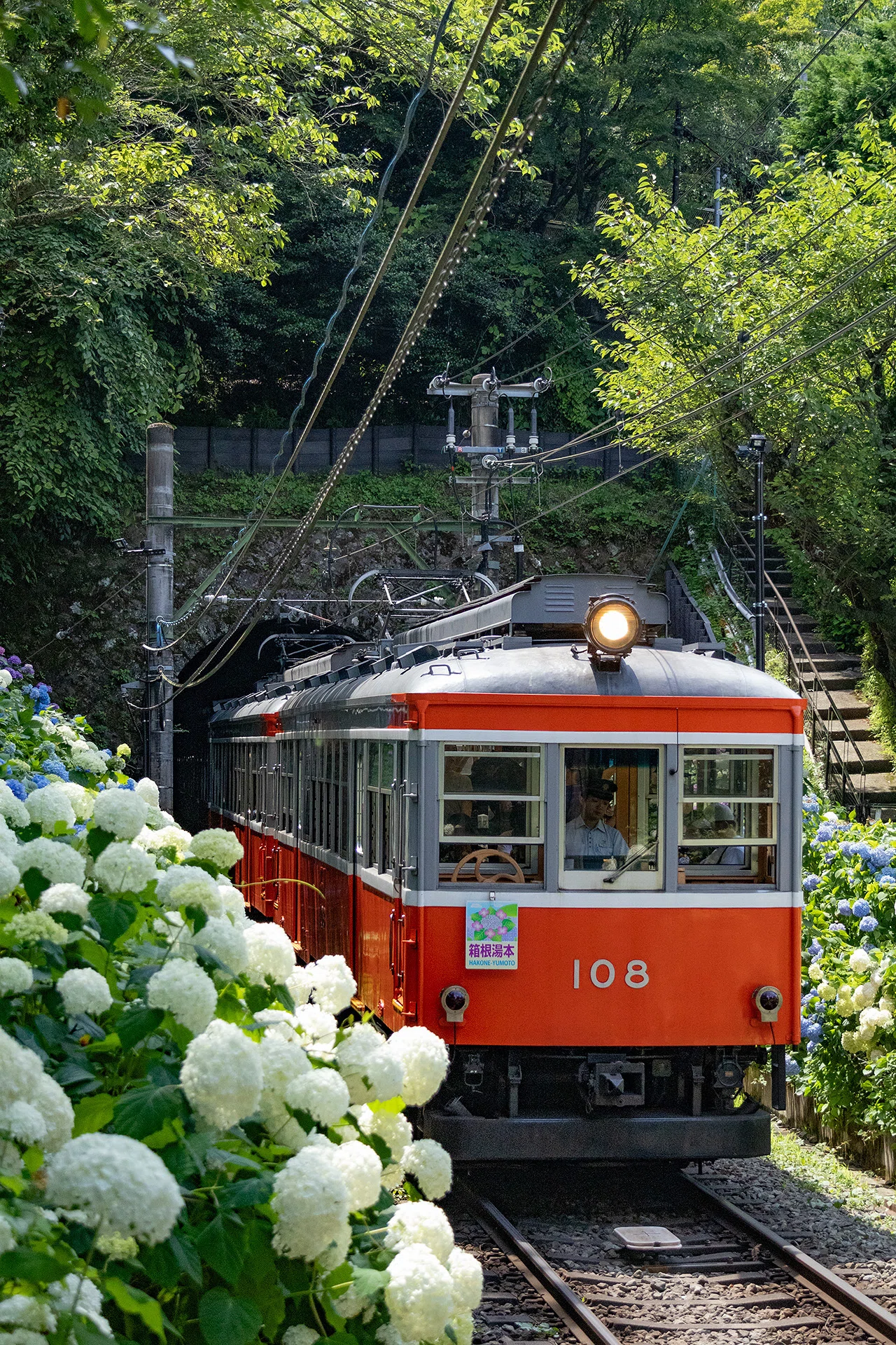 v002, 紫陽花と電車（箱根登山鉄道）｜ひろやん