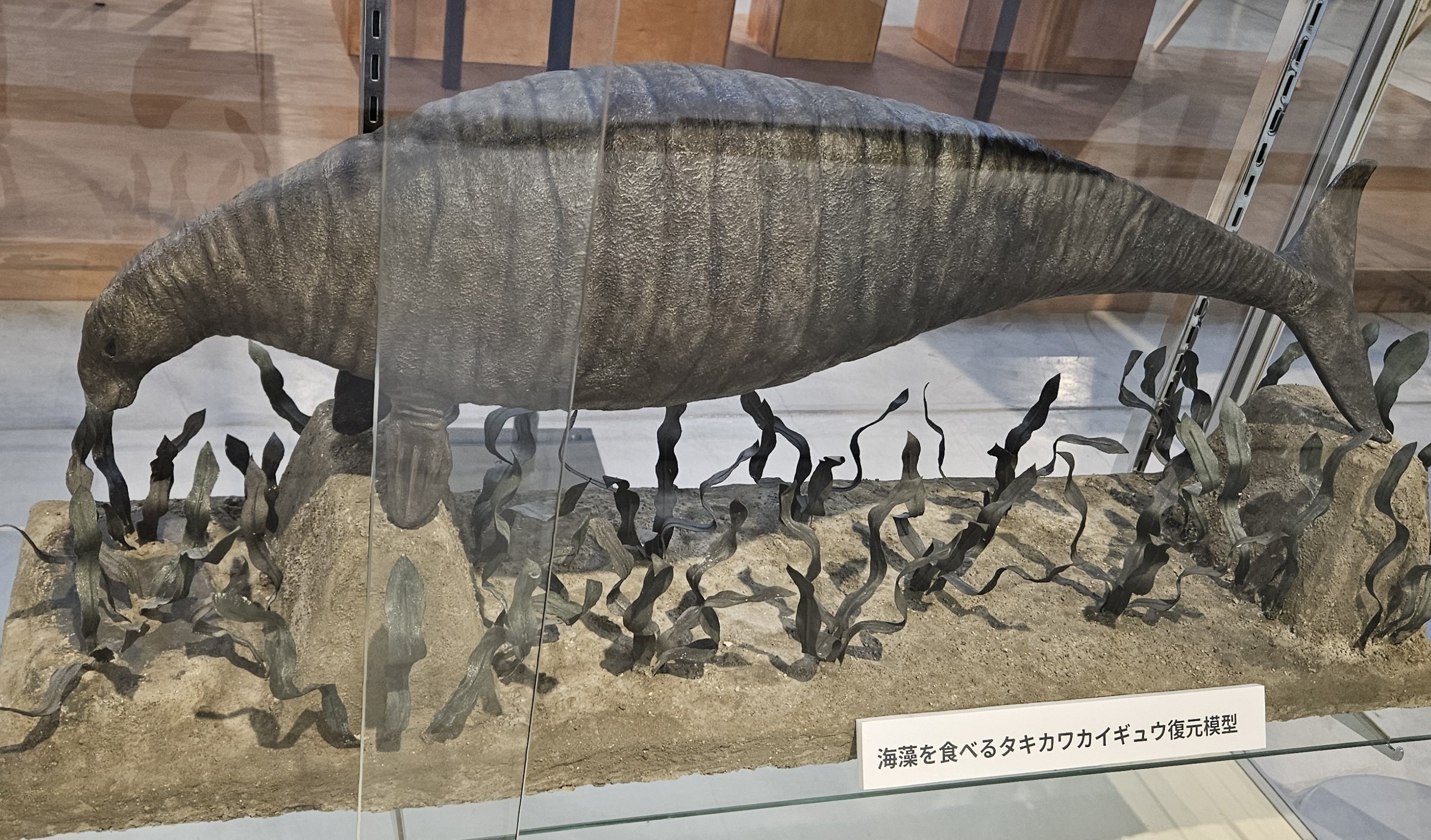The Lost Universe 古代の巨大カイギュウ④巨大ヒドロダマリス