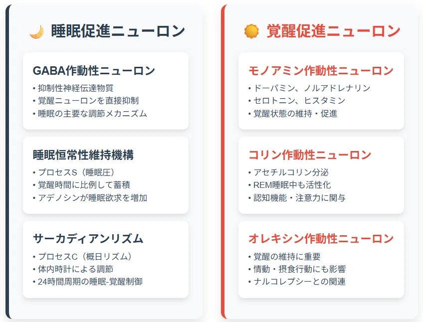 Operation 3: Master the Circadian Rhythm!｜蜜眠マイスター