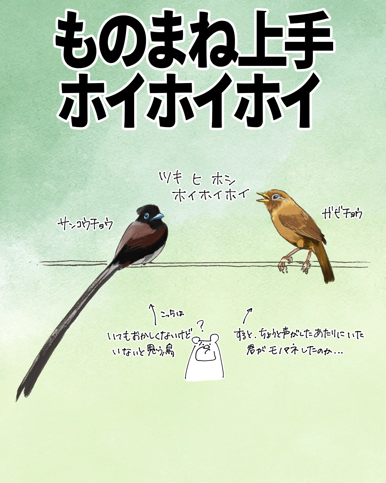 ものまね上手ホイホイホイ｜ガビチョウ｜くますけ｜自然ガイド