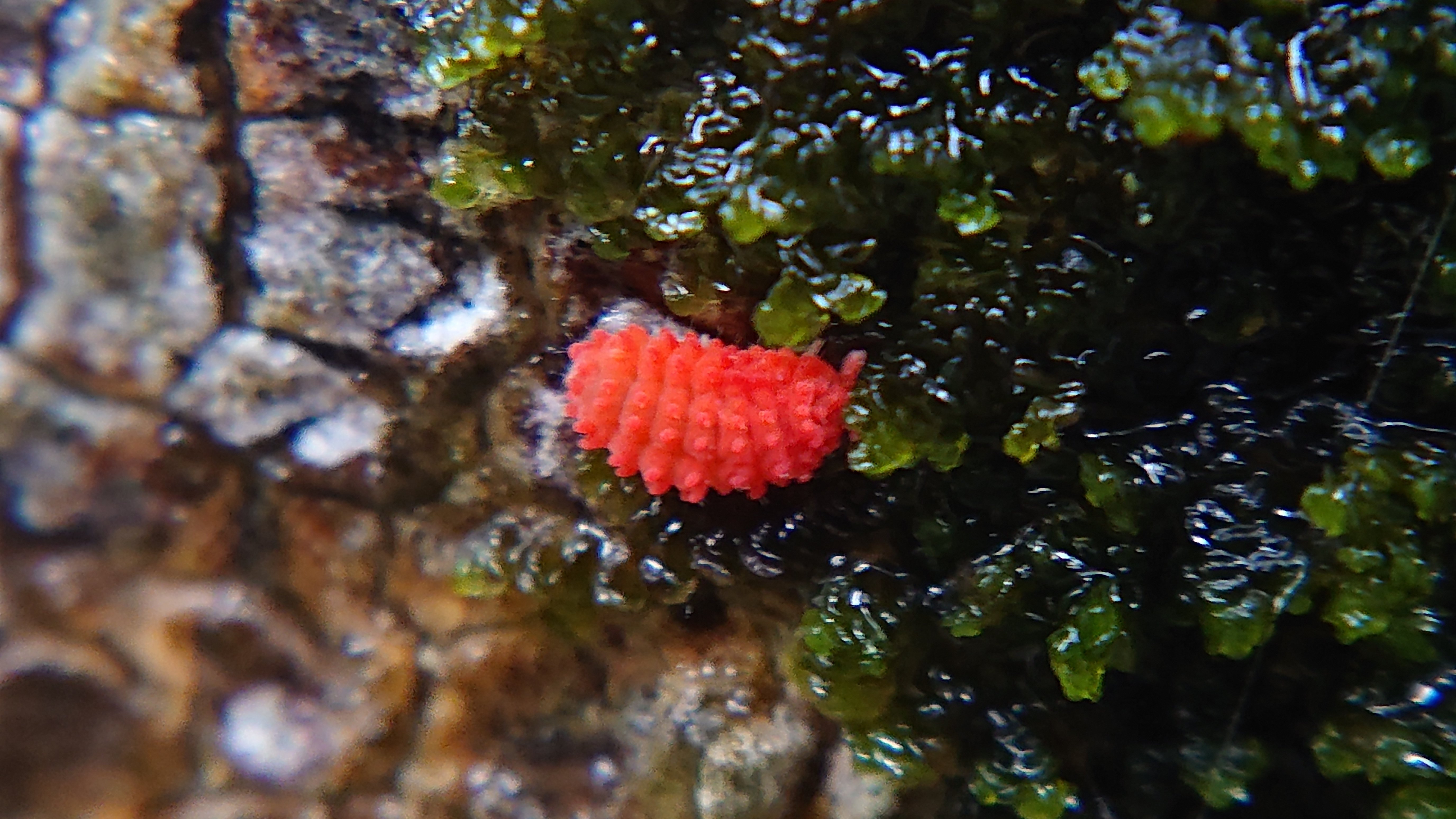 虫と回文：トビムシ（アカイボトビムシ）｜ぱぴりお(虫と回文)