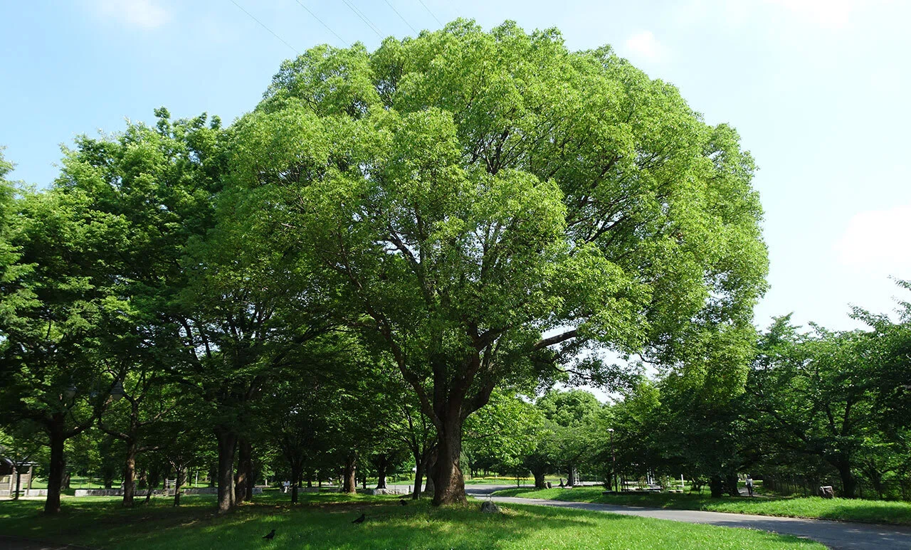 268.私的植物図鑑「クスノキ」｜松縞しま子
