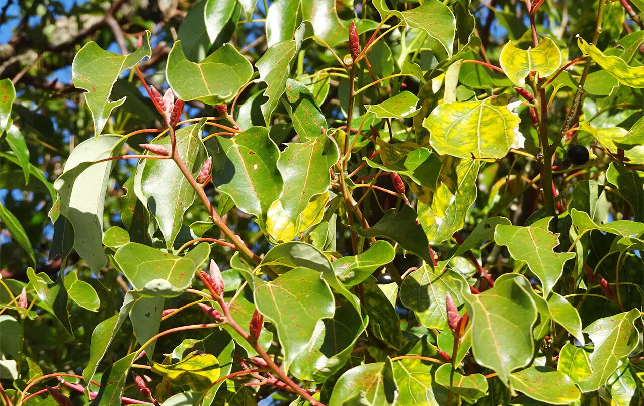 268.私的植物図鑑「クスノキ」｜松縞しま子