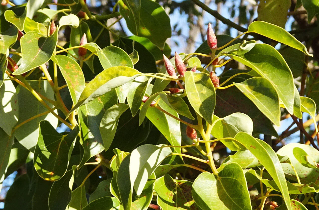 268.私的植物図鑑「クスノキ」｜松縞しま子