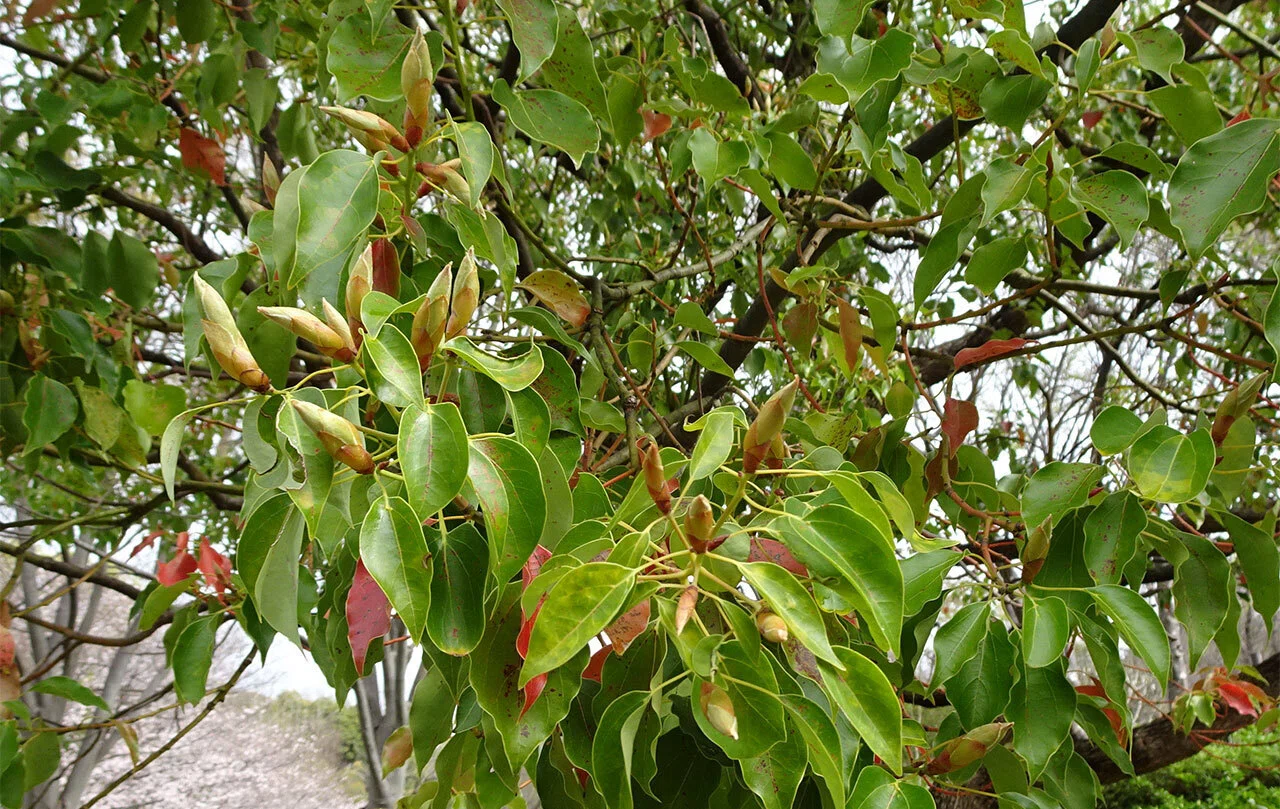268.私的植物図鑑「クスノキ」｜松縞しま子