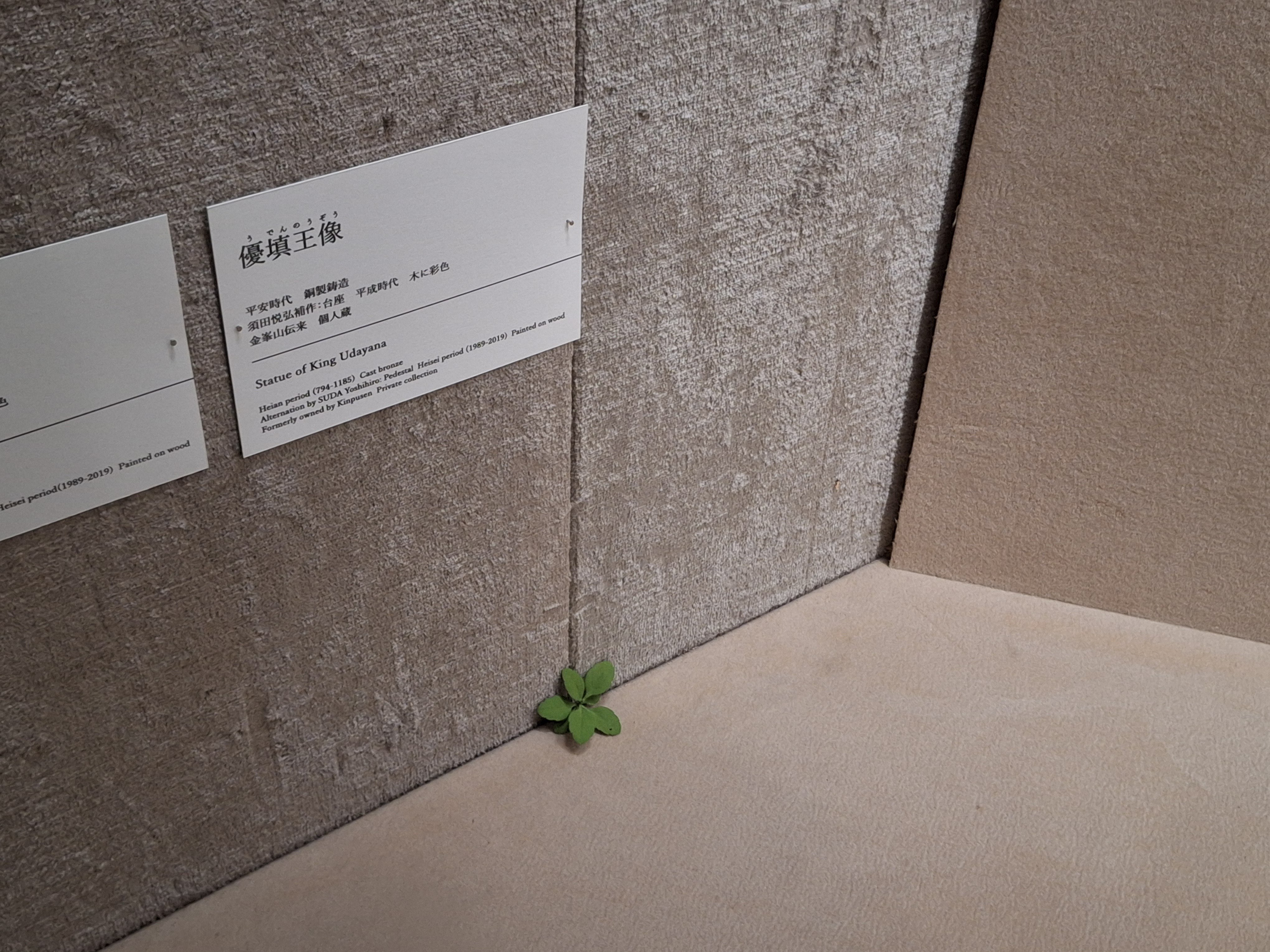 美術館に雑草が生えてる!？🌿】「須田悦弘」渋谷区立松涛美術館