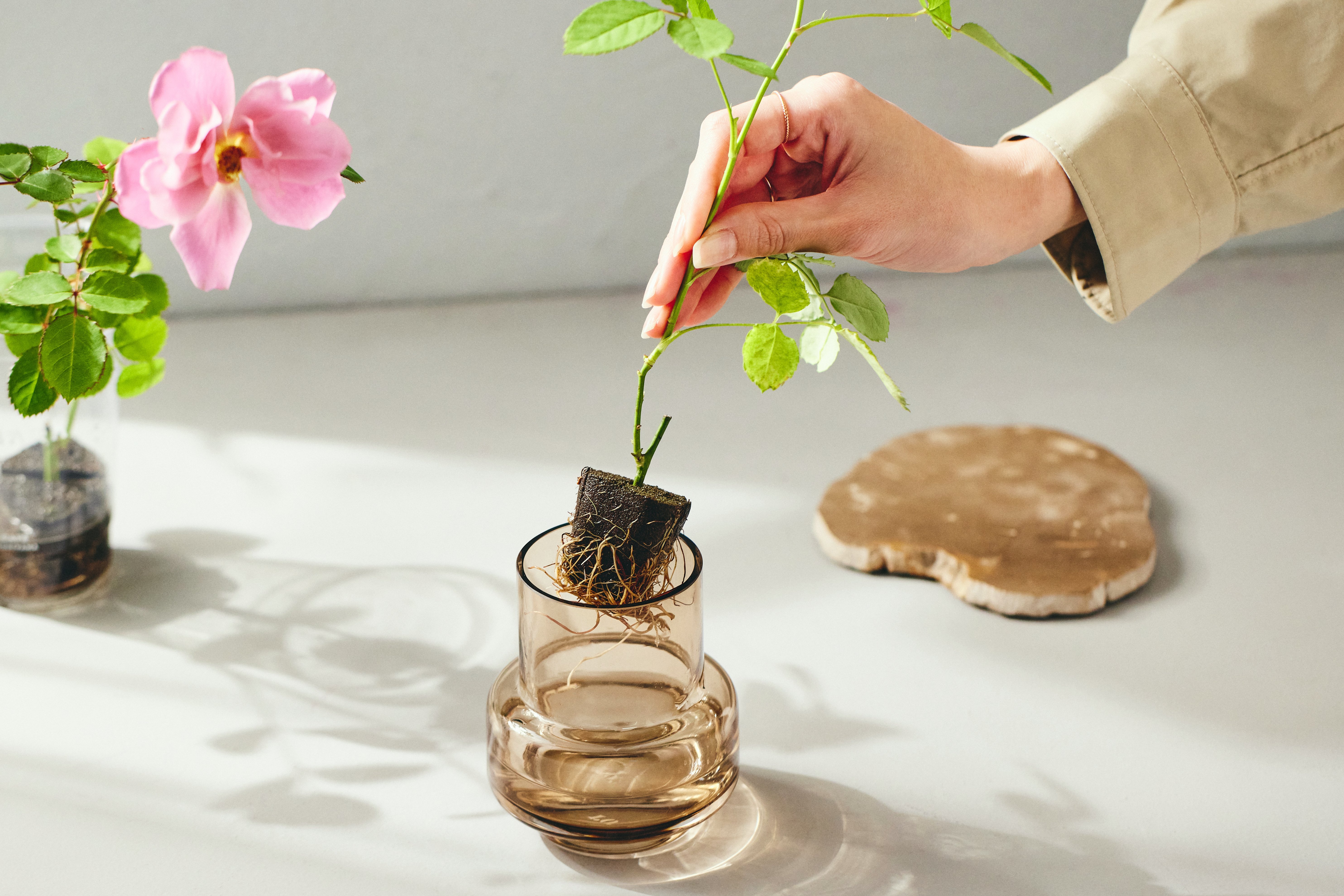 薔薇のお部屋専用 ばらと暮らす、新しいスタイルの提案｜WABARA「おへやで育てる