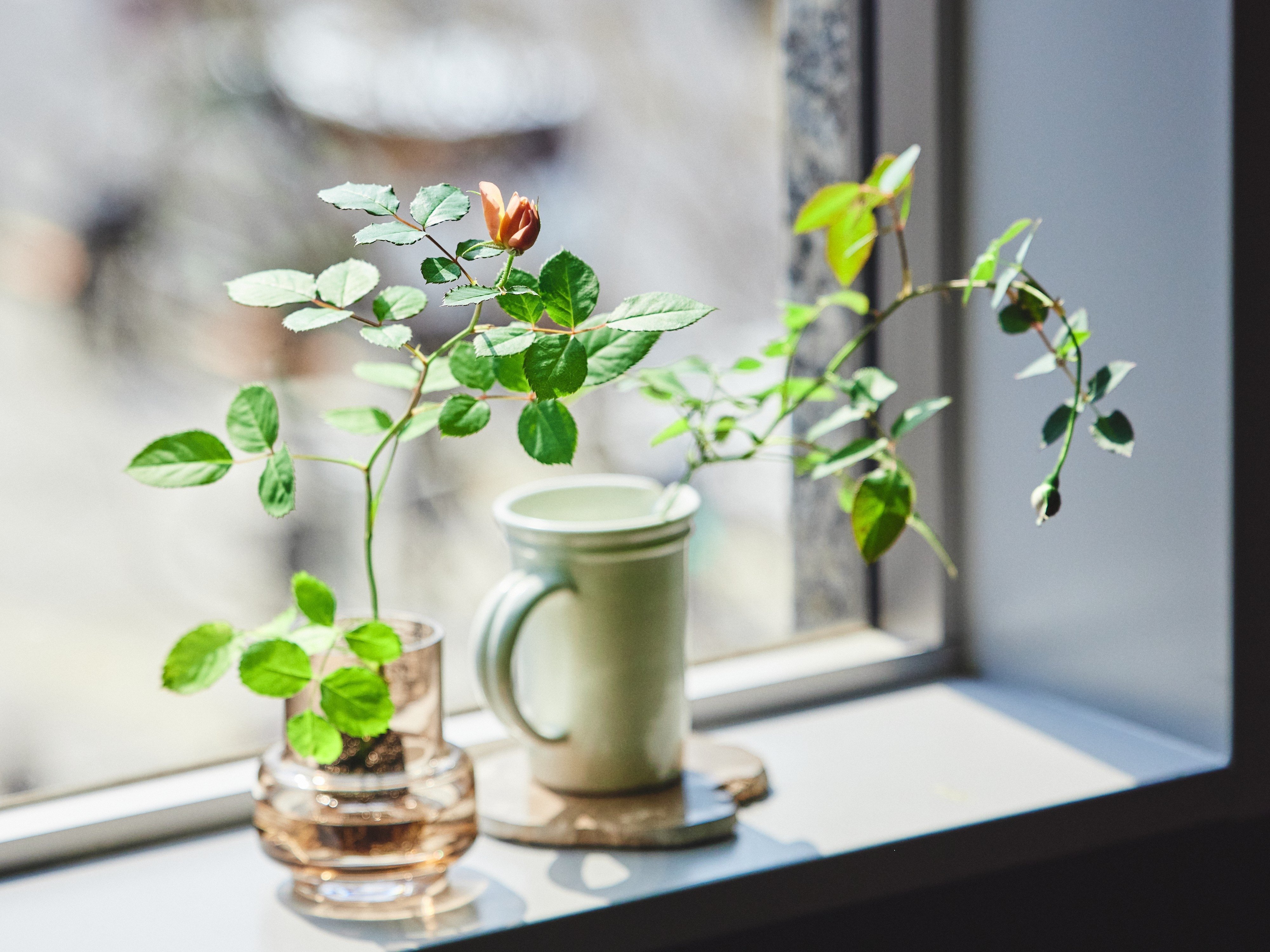 薔薇のお部屋専用 ばらと暮らす、新しいスタイルの提案｜WABARA「おへやで育てる