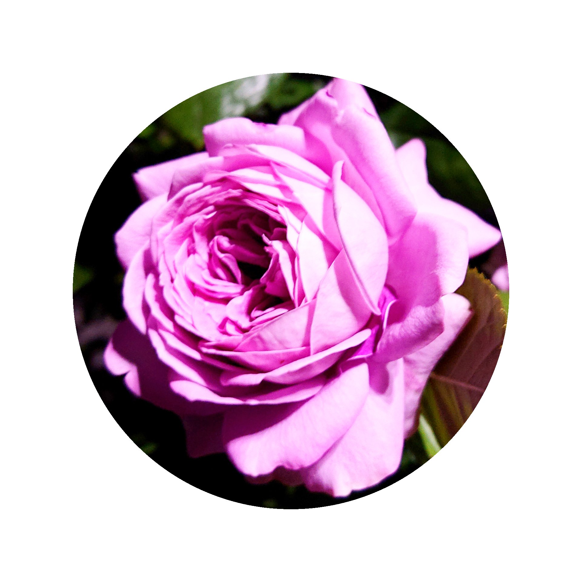 ○ᡣ(⩌⩊⩌)𐭩{くろまの薔薇) ～夏の開花状況～ 近畿地方
