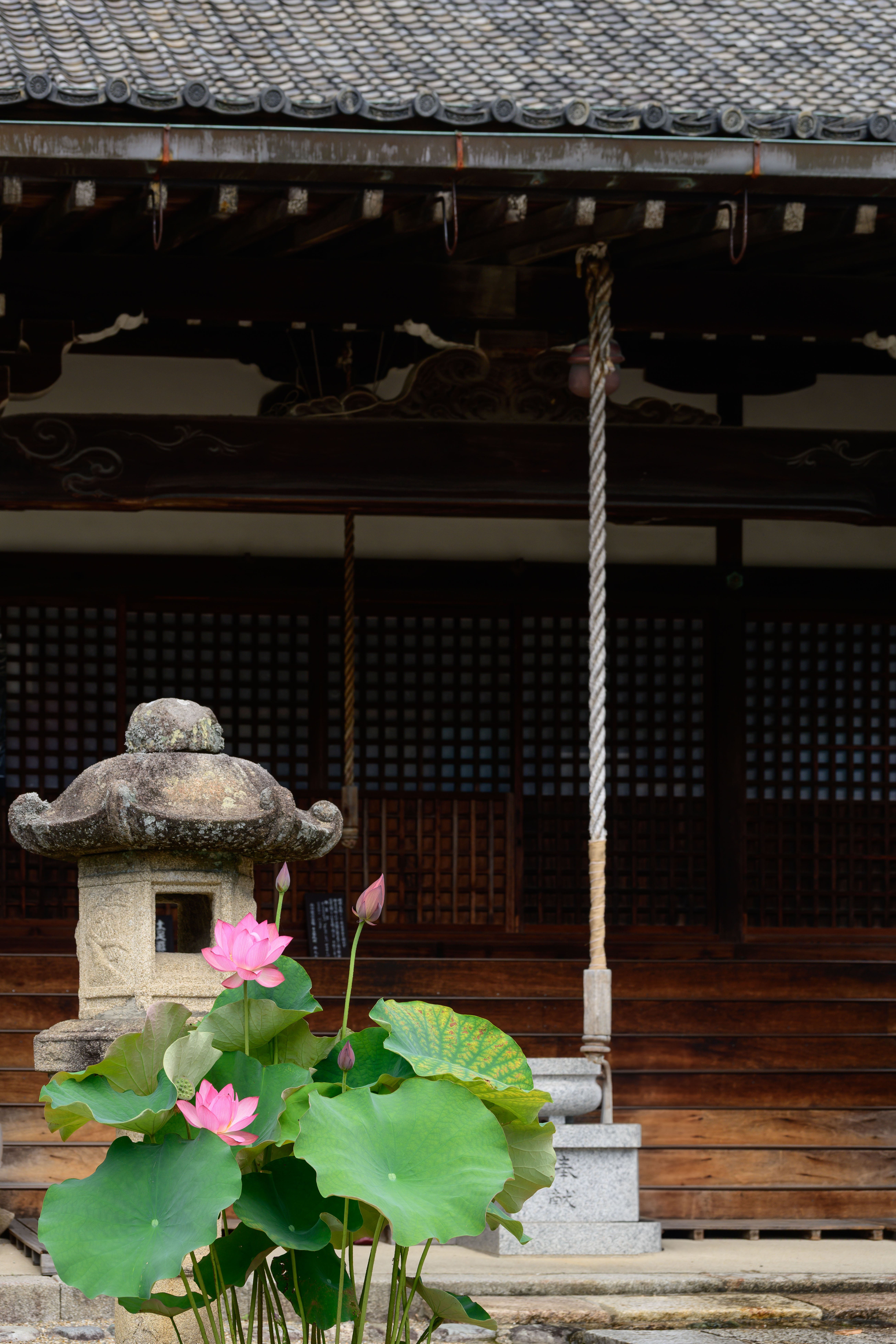 静寂に浮かぶ蓮華の彩り｜神戸の写真家カズ