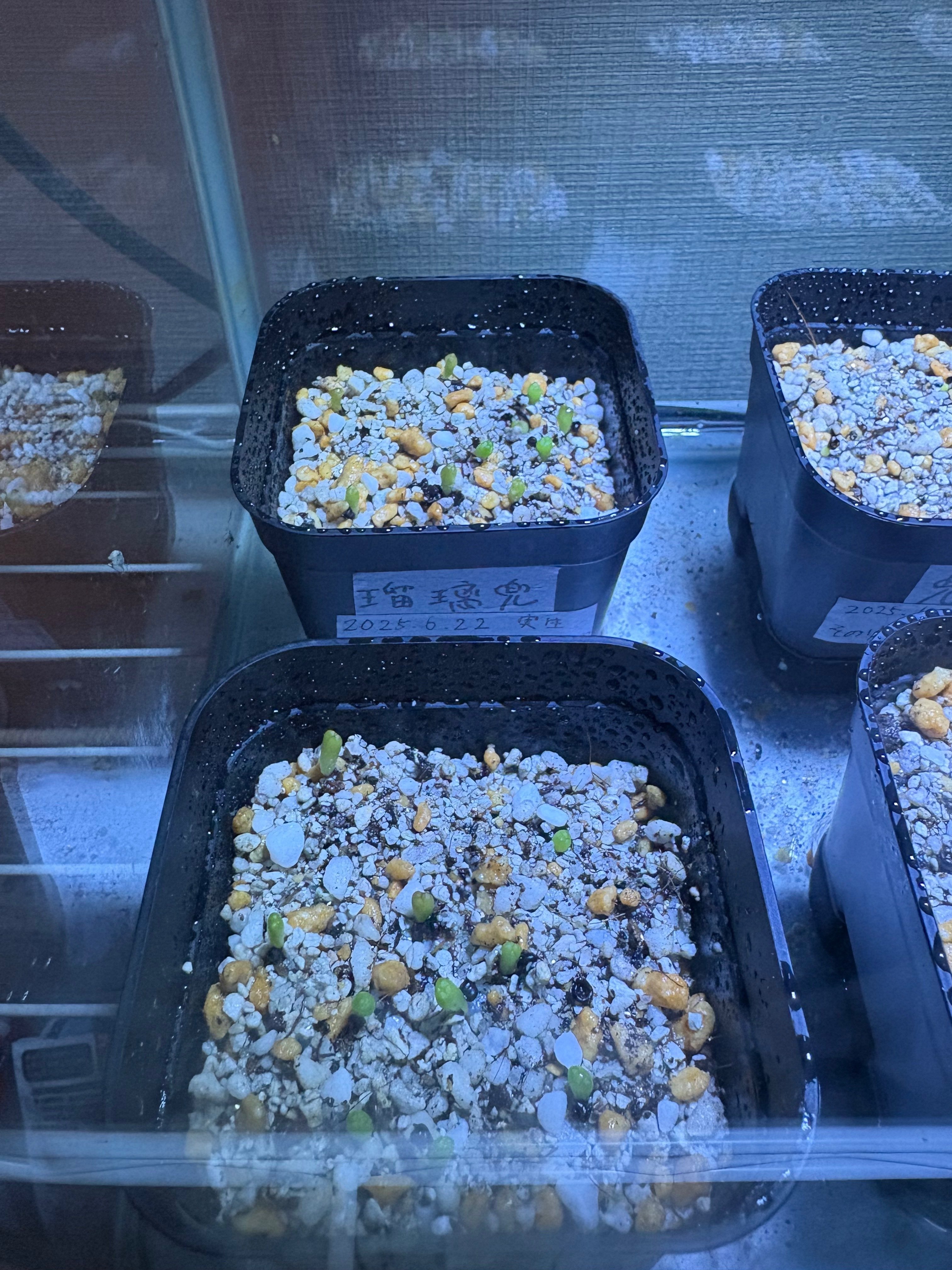 アストロフィツム兜丸・瑠璃兜・ランポー玉 育成記録（随時更新中