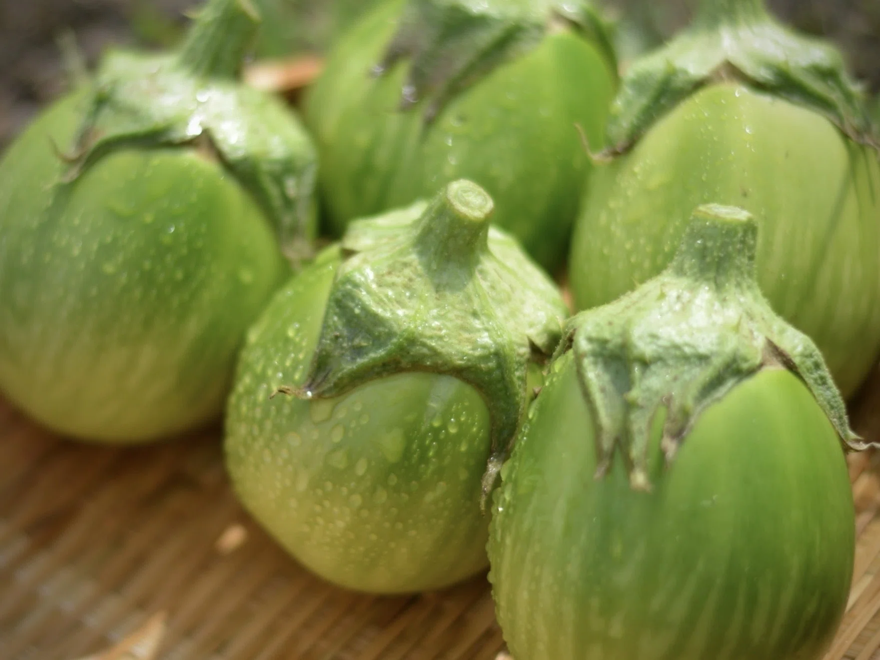 煮ても、焼いても、漬けてもOK！！新潟の“茄子”のポテンシャルに驚かさ