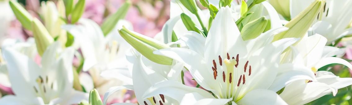 夏目漱石「こころ」BL解釈｜私と先生-2：ただならぬ熱｜青丹