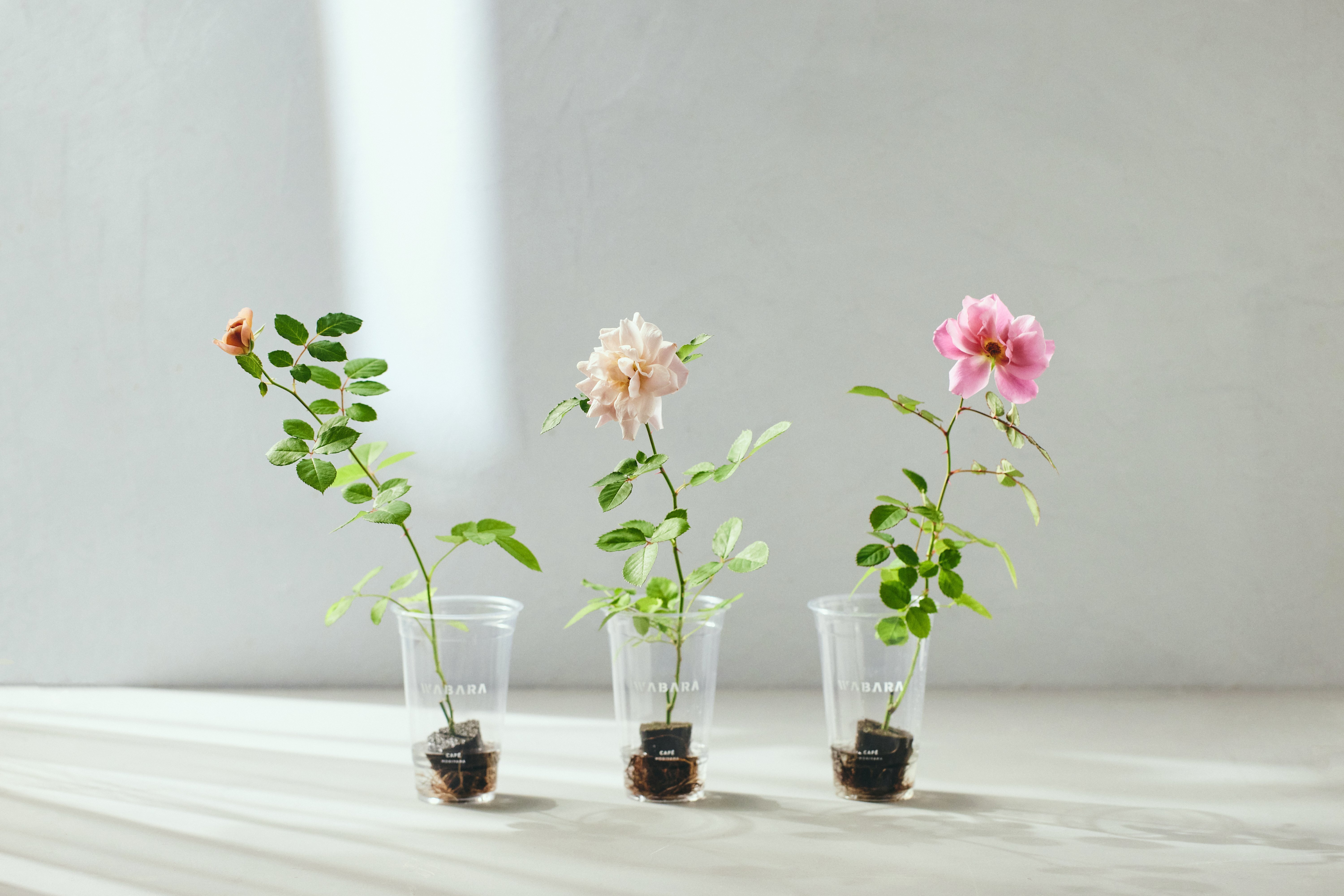 薔薇のお部屋専用 ばらと暮らす、新しいスタイルの提案｜WABARA「おへやで育てる