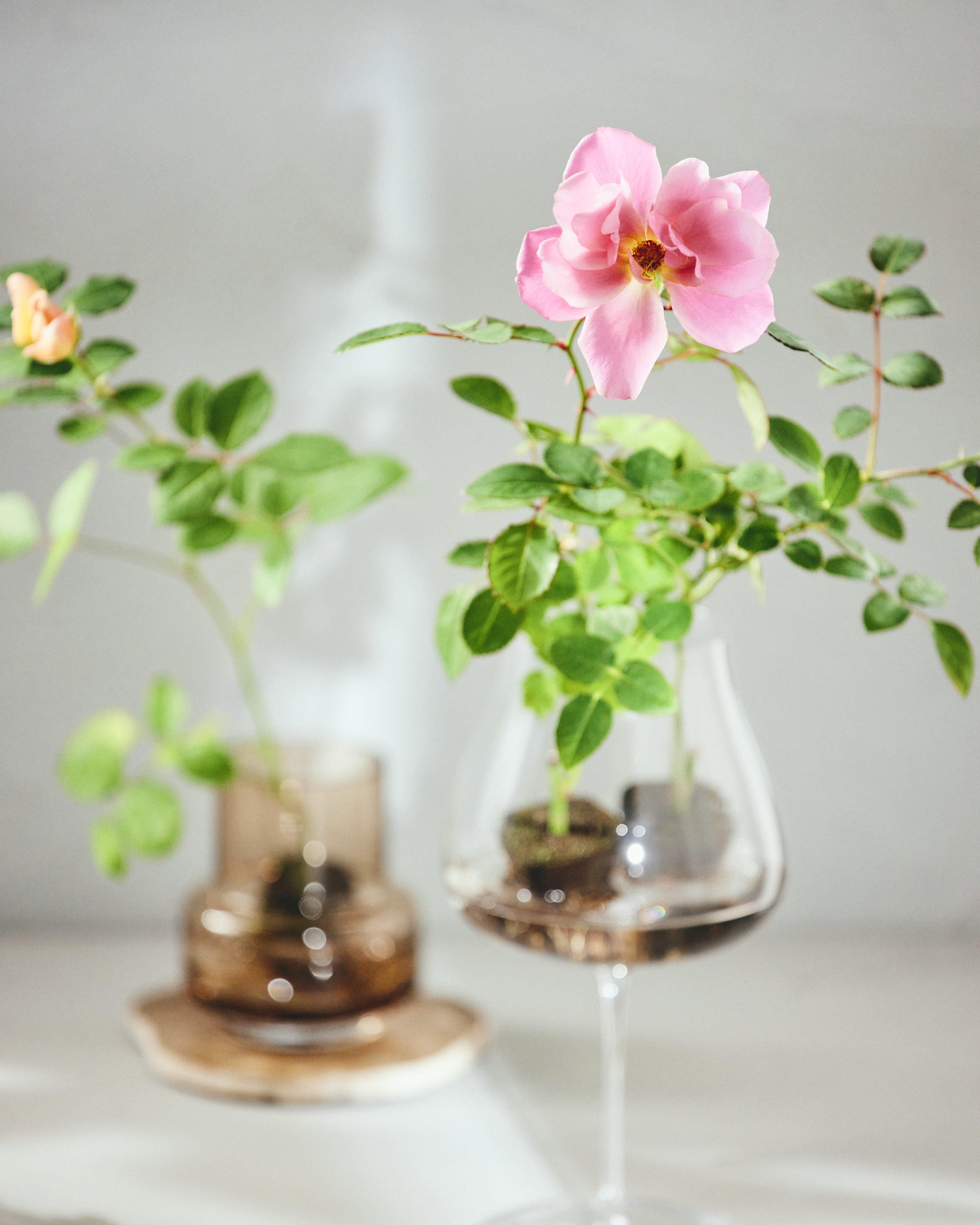 薔薇のお部屋専用 ばらと暮らす、新しいスタイルの提案｜WABARA「おへやで育てる