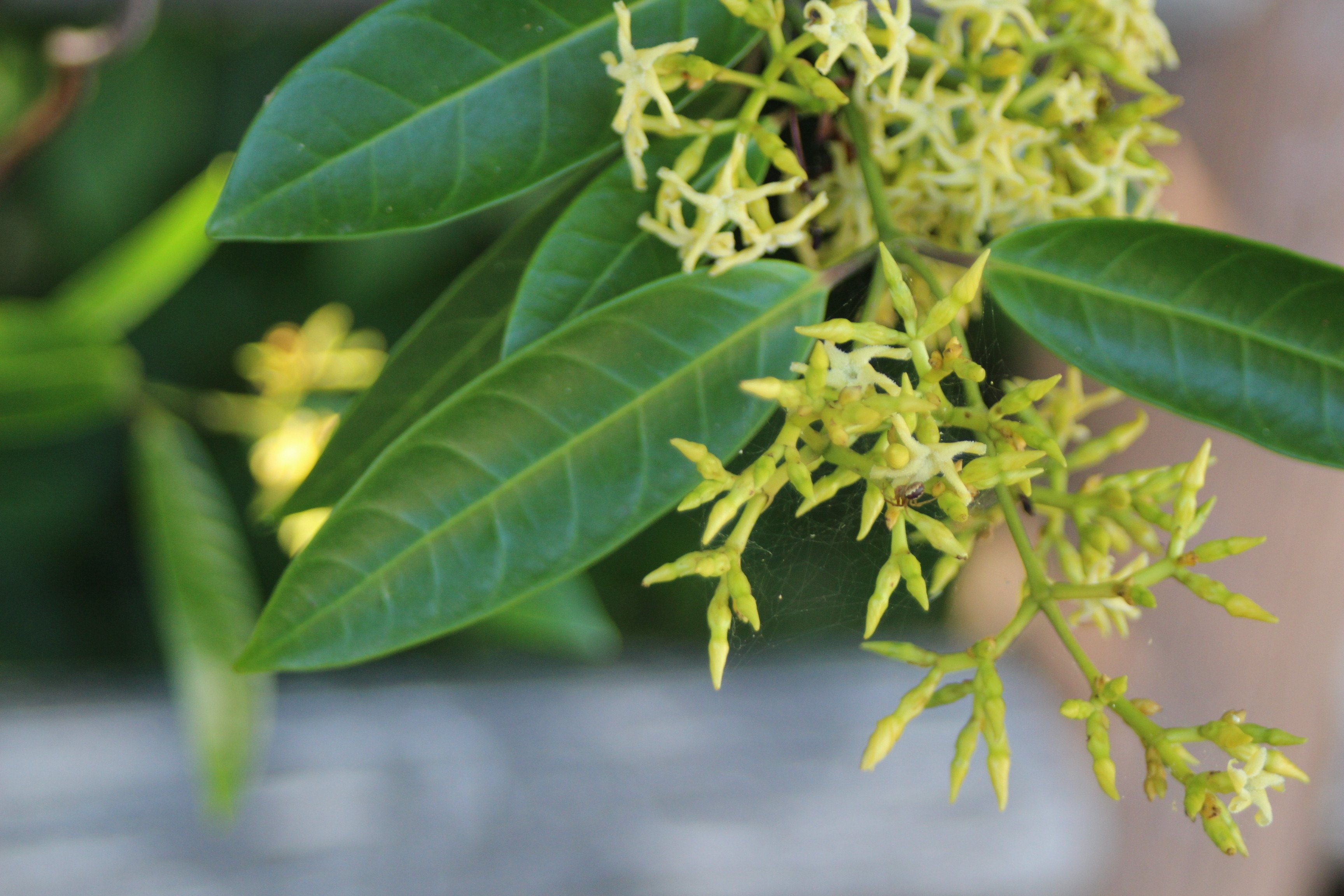 【稀少】サカキカズラ　斑入り個体 稀少】サカキカズラ 斑入り個体 サカキカズラ 斑入り個体