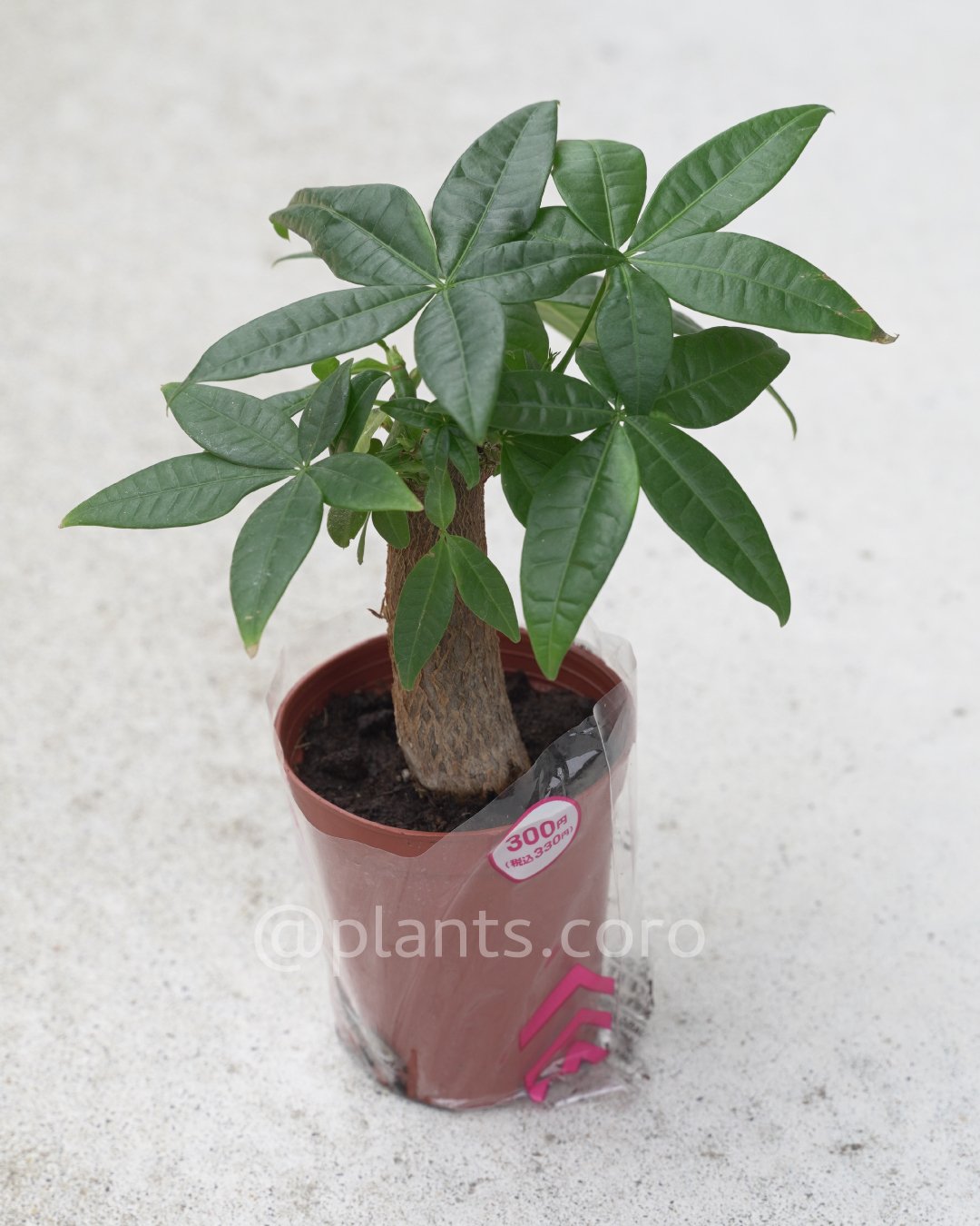 パキラ♪ 実生パキラ 2株まとめてセット ☆観葉植物 アートフラワー njt1