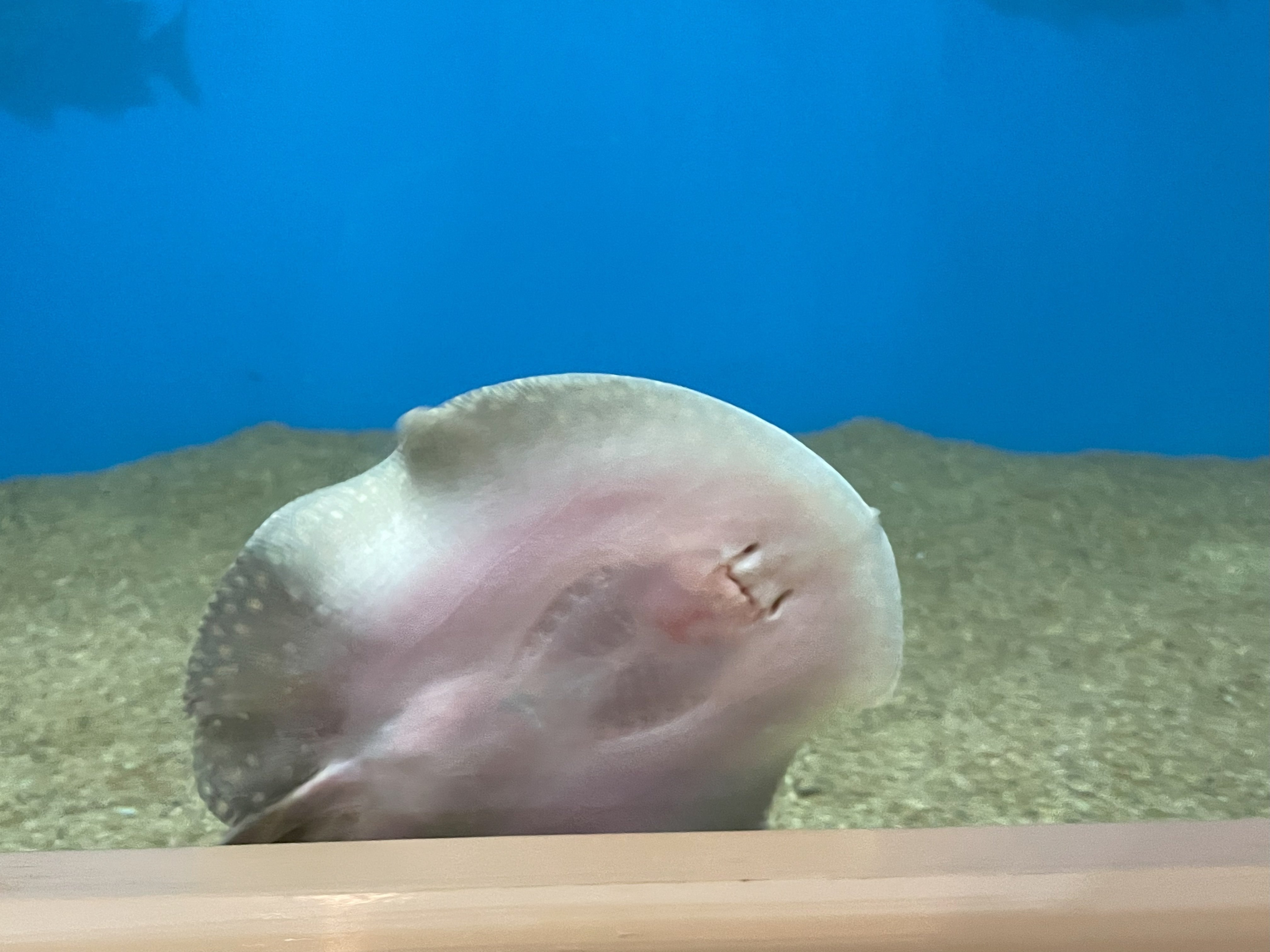 スモールスポットポルカドット・スティングレイ《展示動物解説》｜桂浜