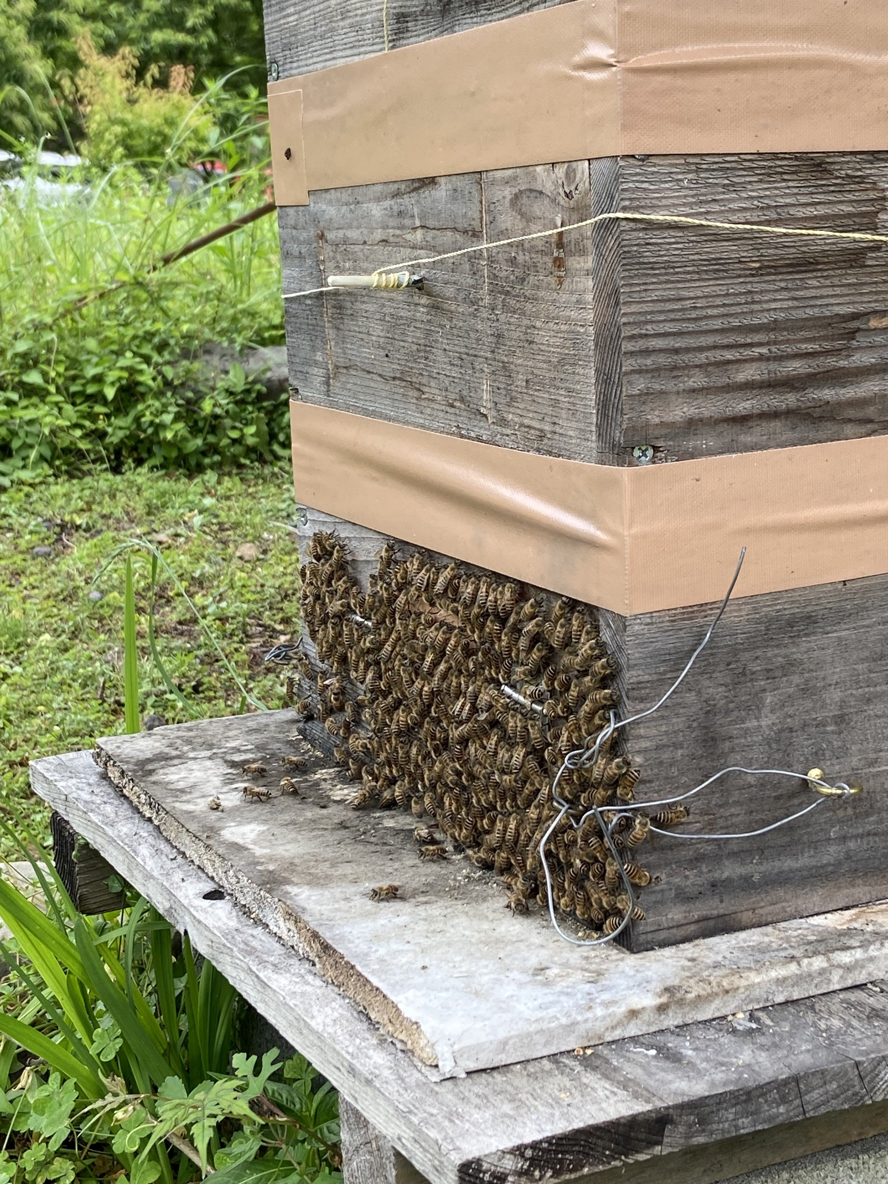 ニホンミツバチ巣ごと丸ごと！