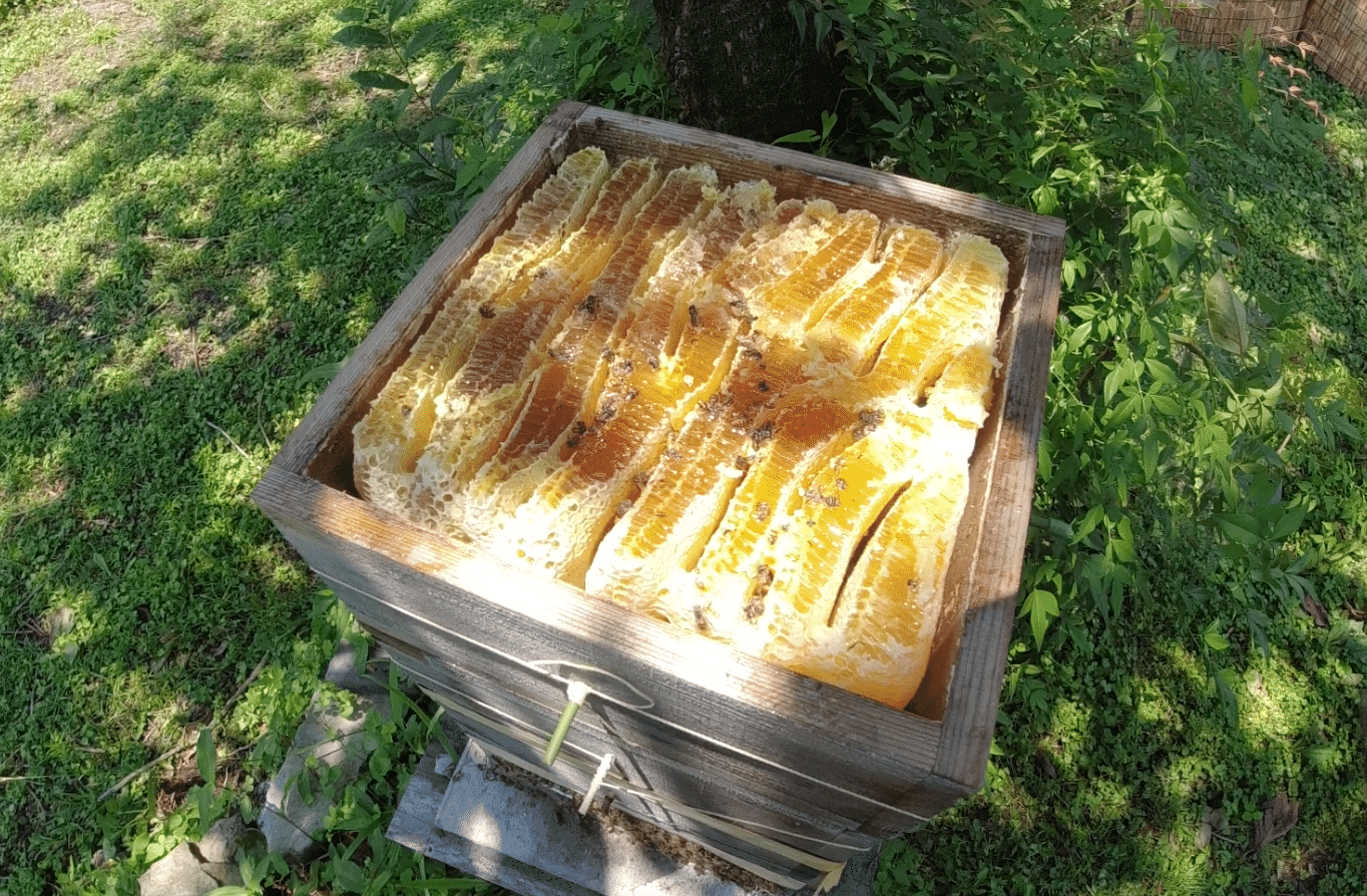 ニホンミツバチのその後🐝｜こっしー夫婦