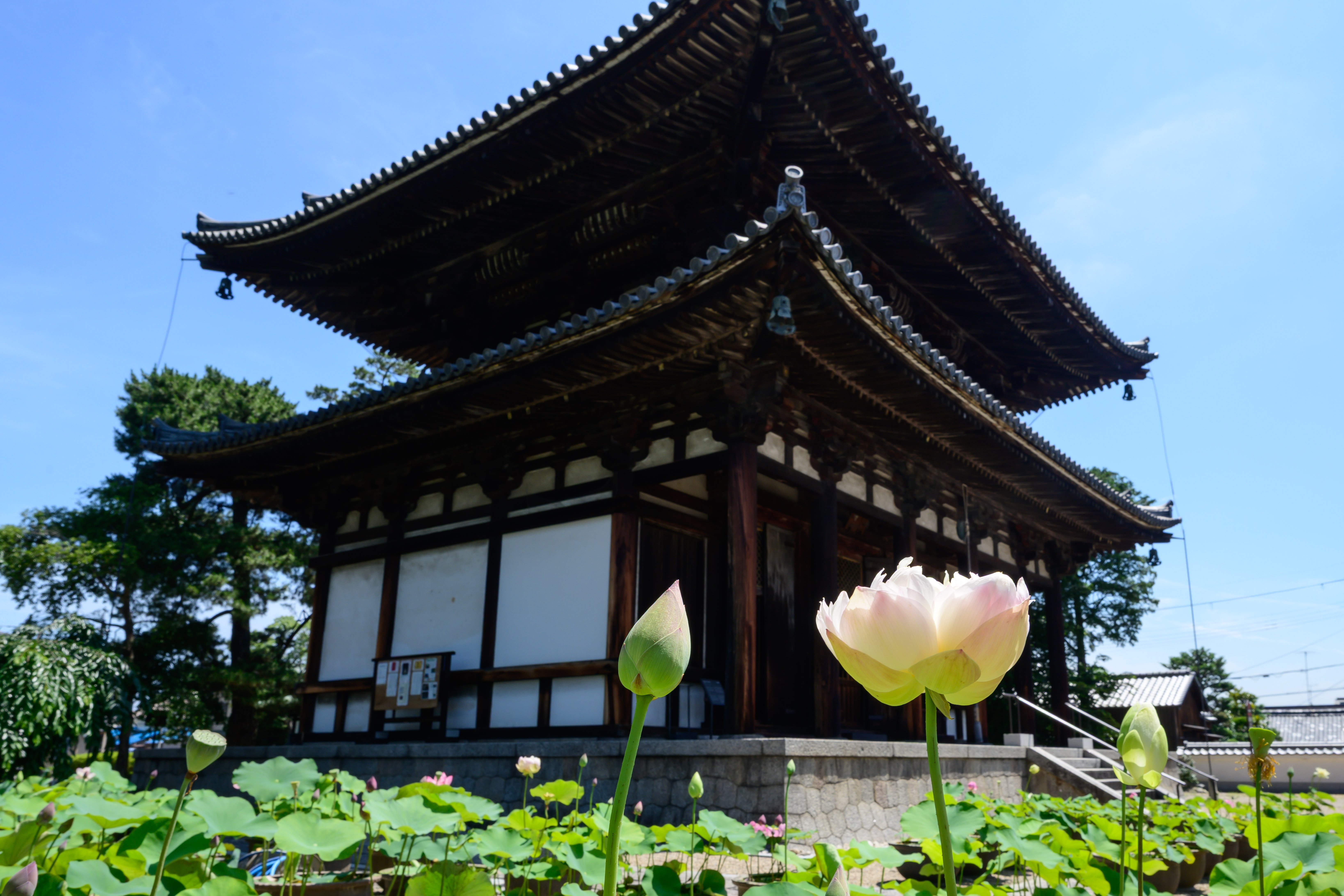 静寂に浮かぶ蓮華の彩り｜神戸の写真家カズ