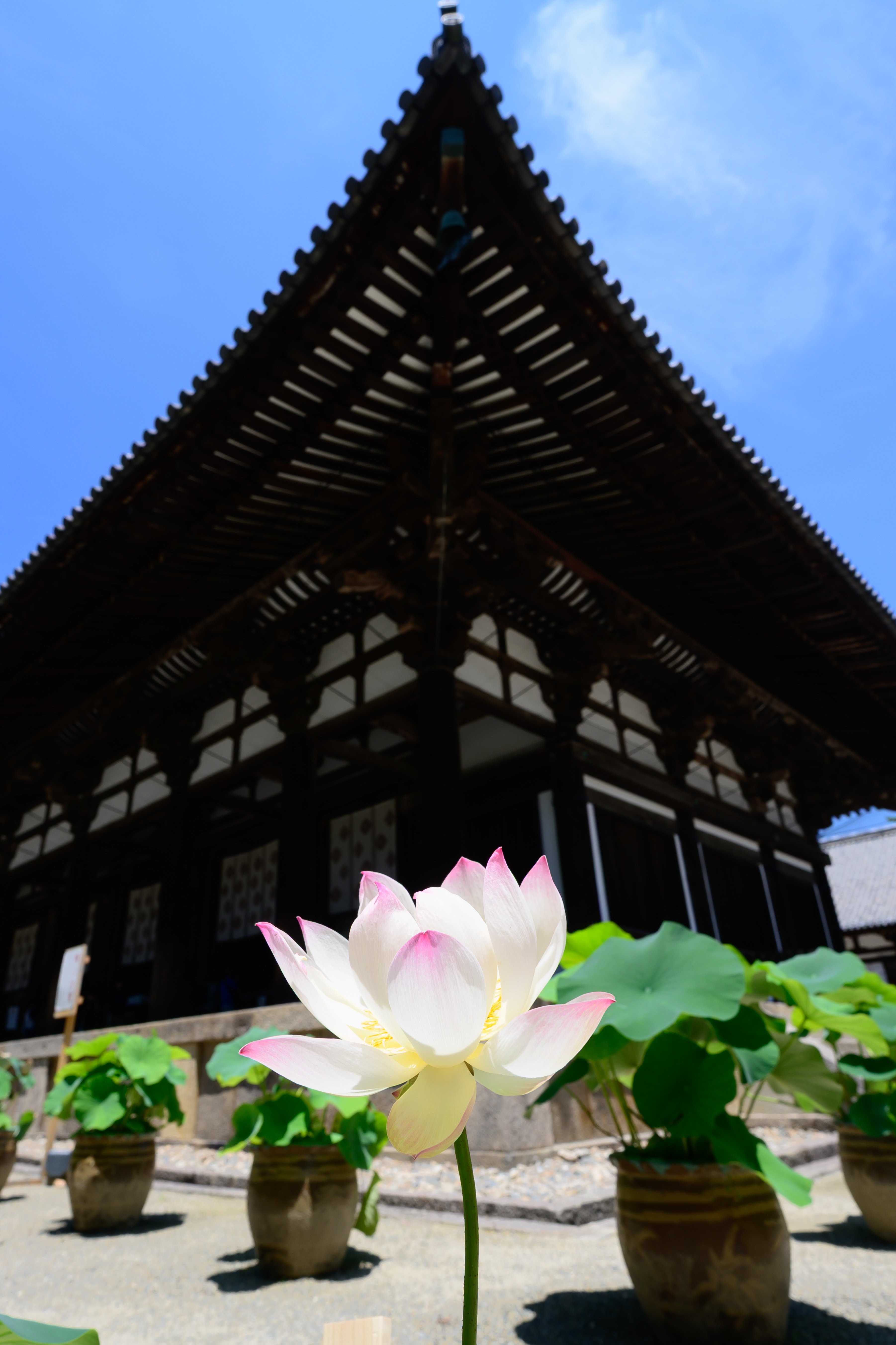 静寂に浮かぶ蓮華の彩り｜神戸の写真家カズ