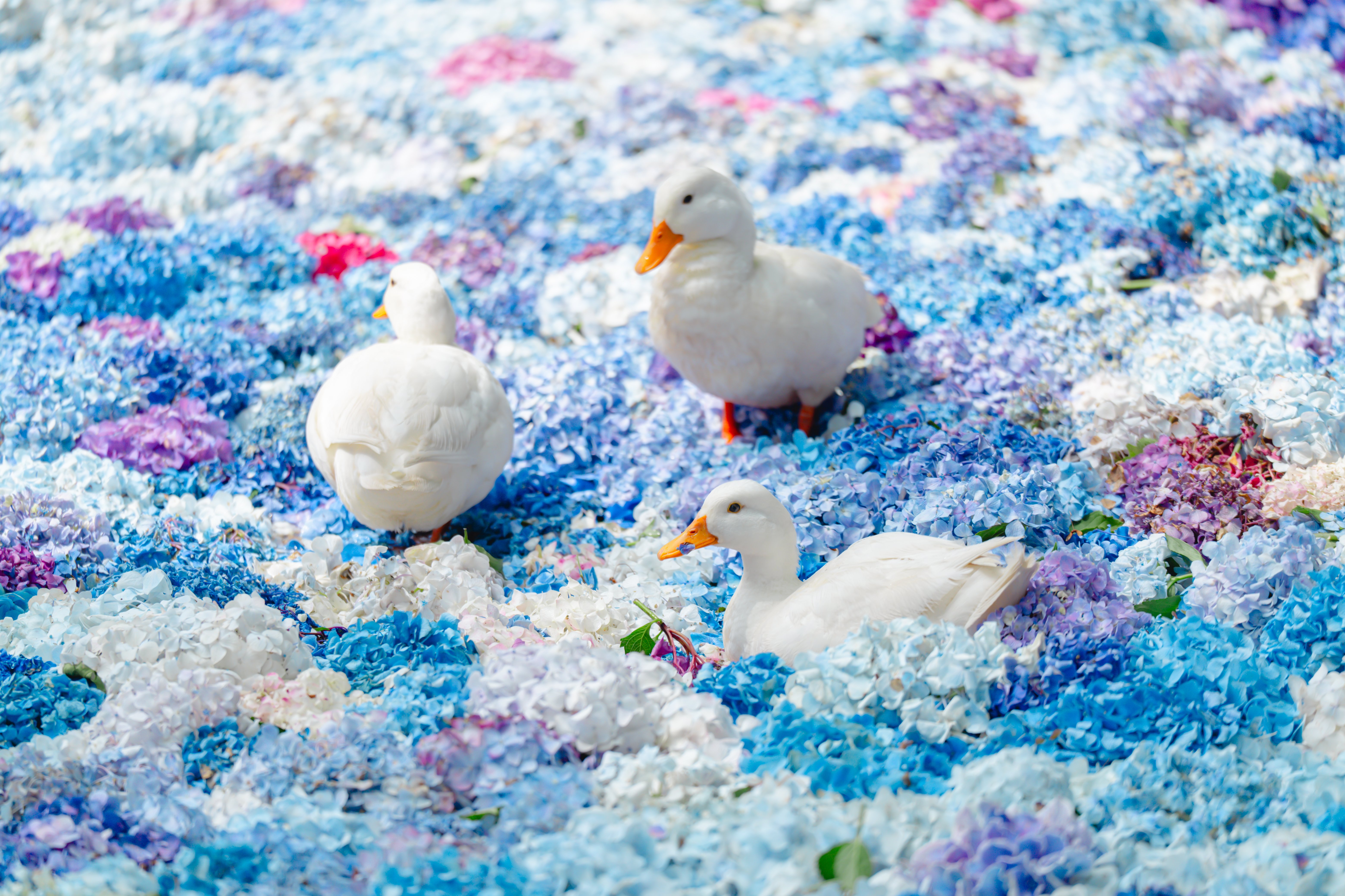 雨引観音の水中華は7/6まで！紫陽花とアヒルの写真撮りたい人に