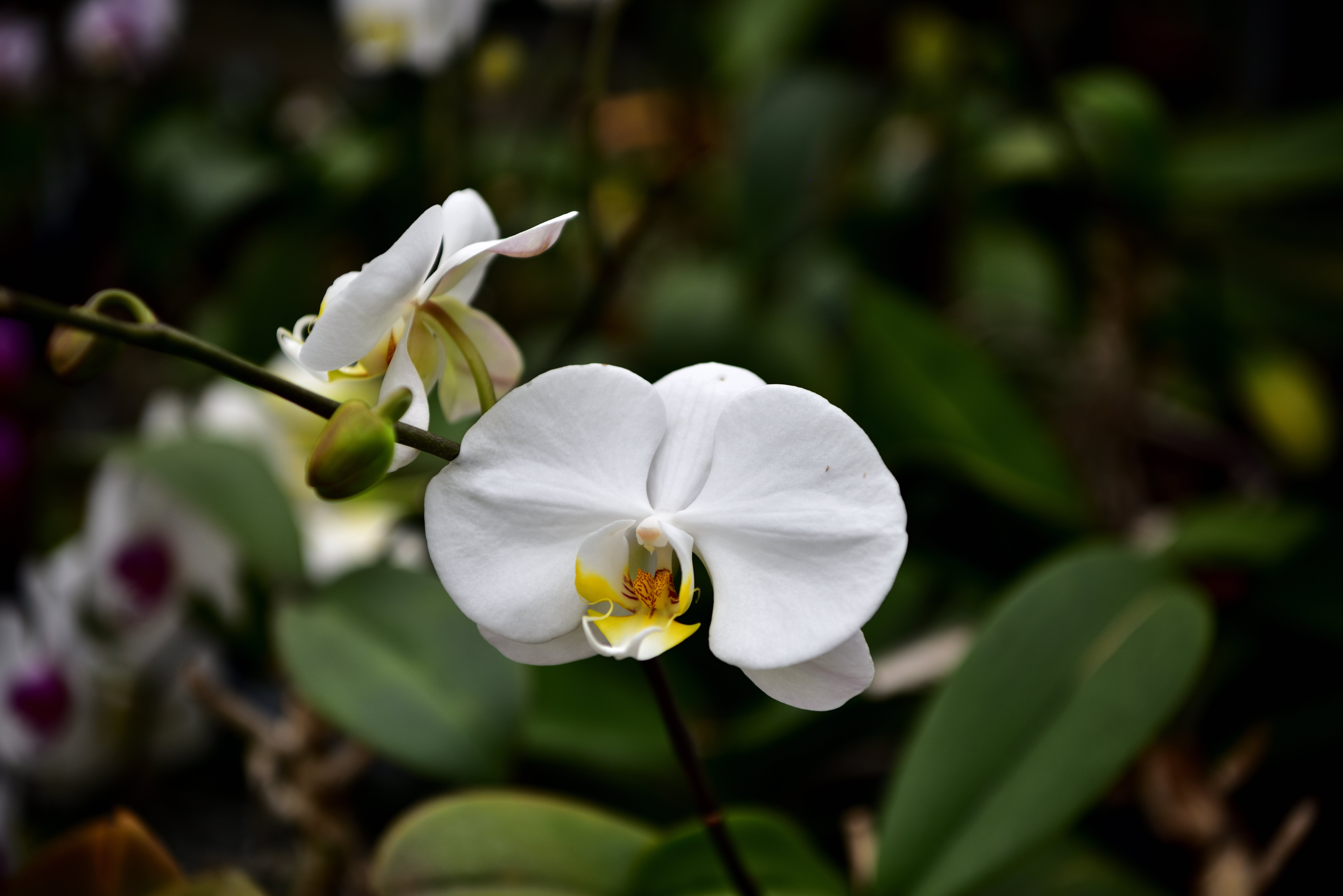 花言葉に託す思い―胡蝶蘭が語りかけるもの｜光と風のアルバム