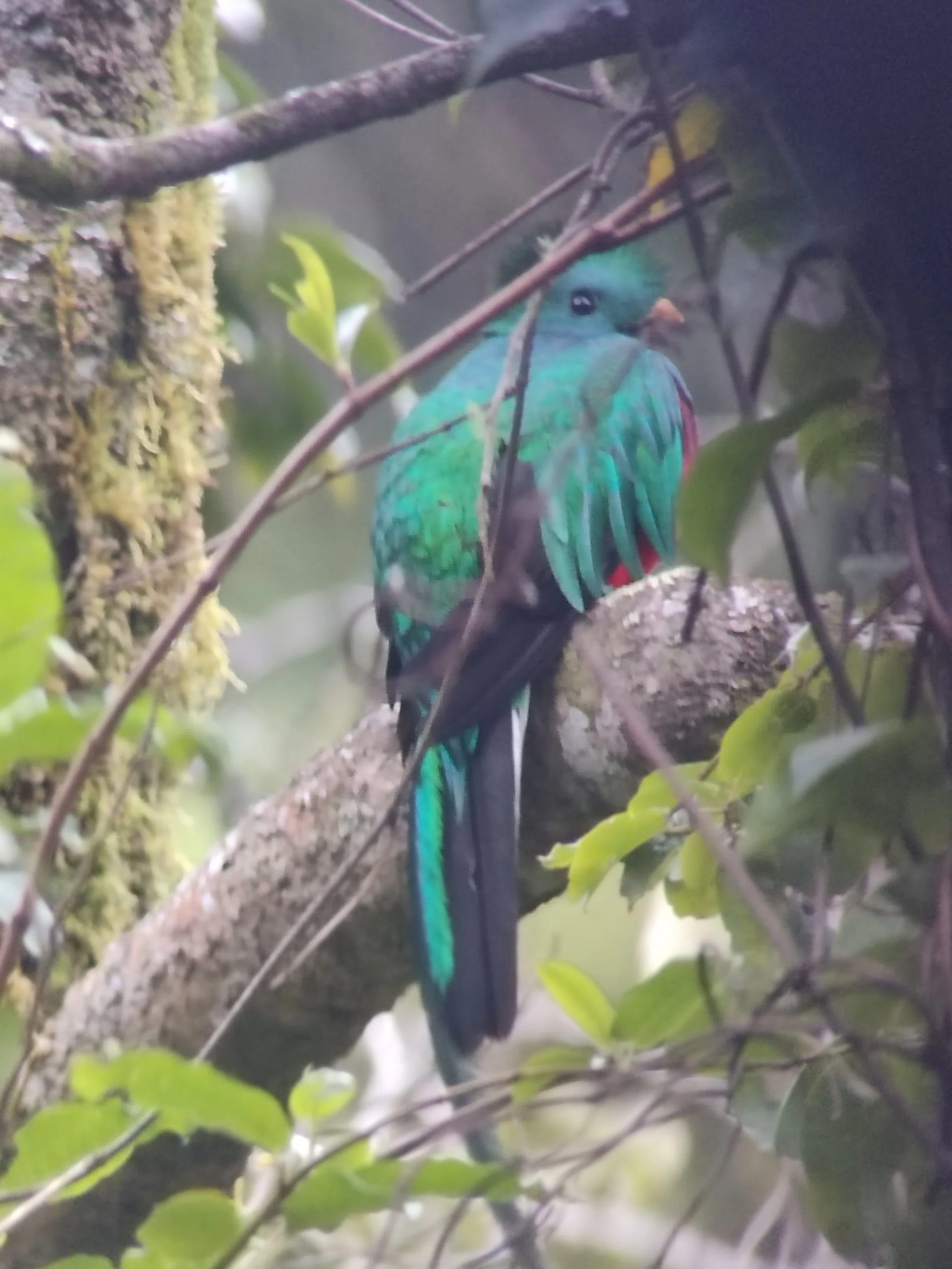 To the deep mountains of Costa Rica to meet the legendary Quetzal