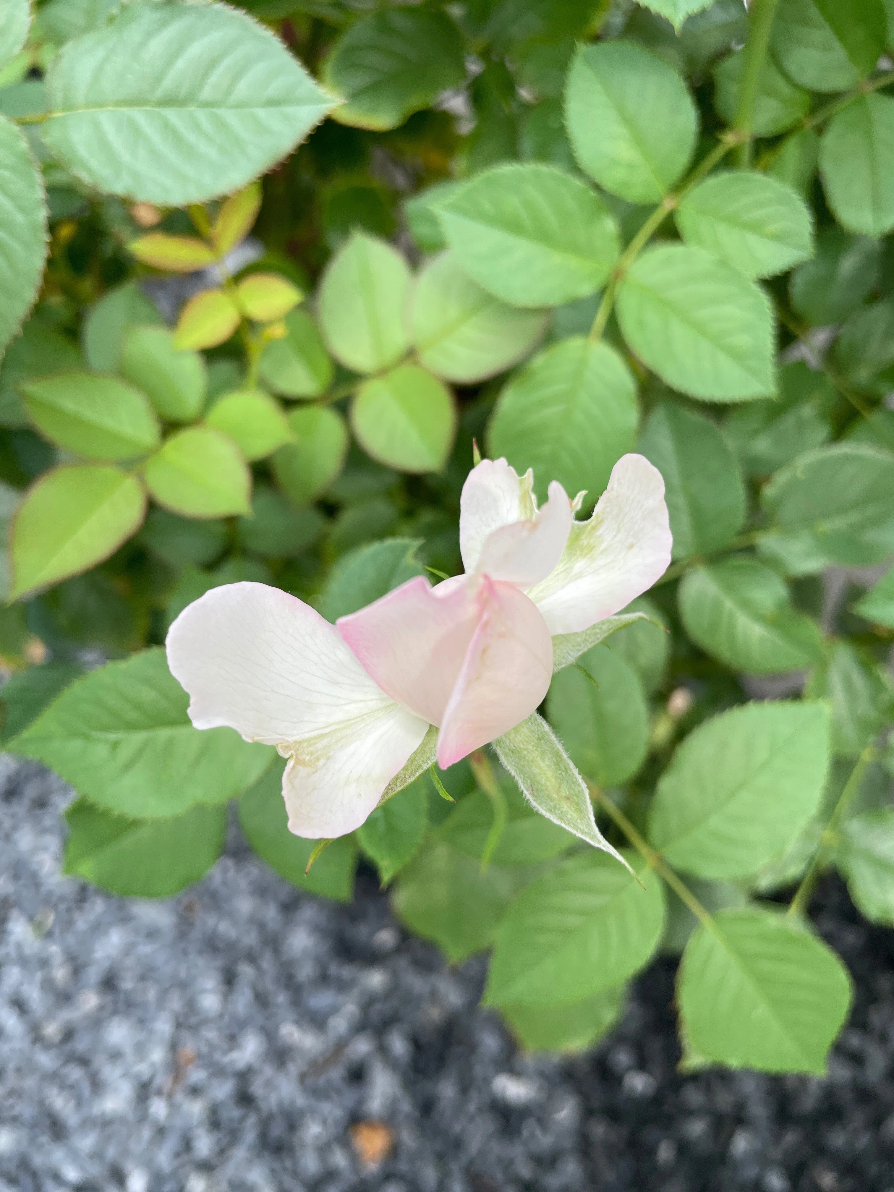 No.9 2025年7月 庭のバラ二番花｜BARABi