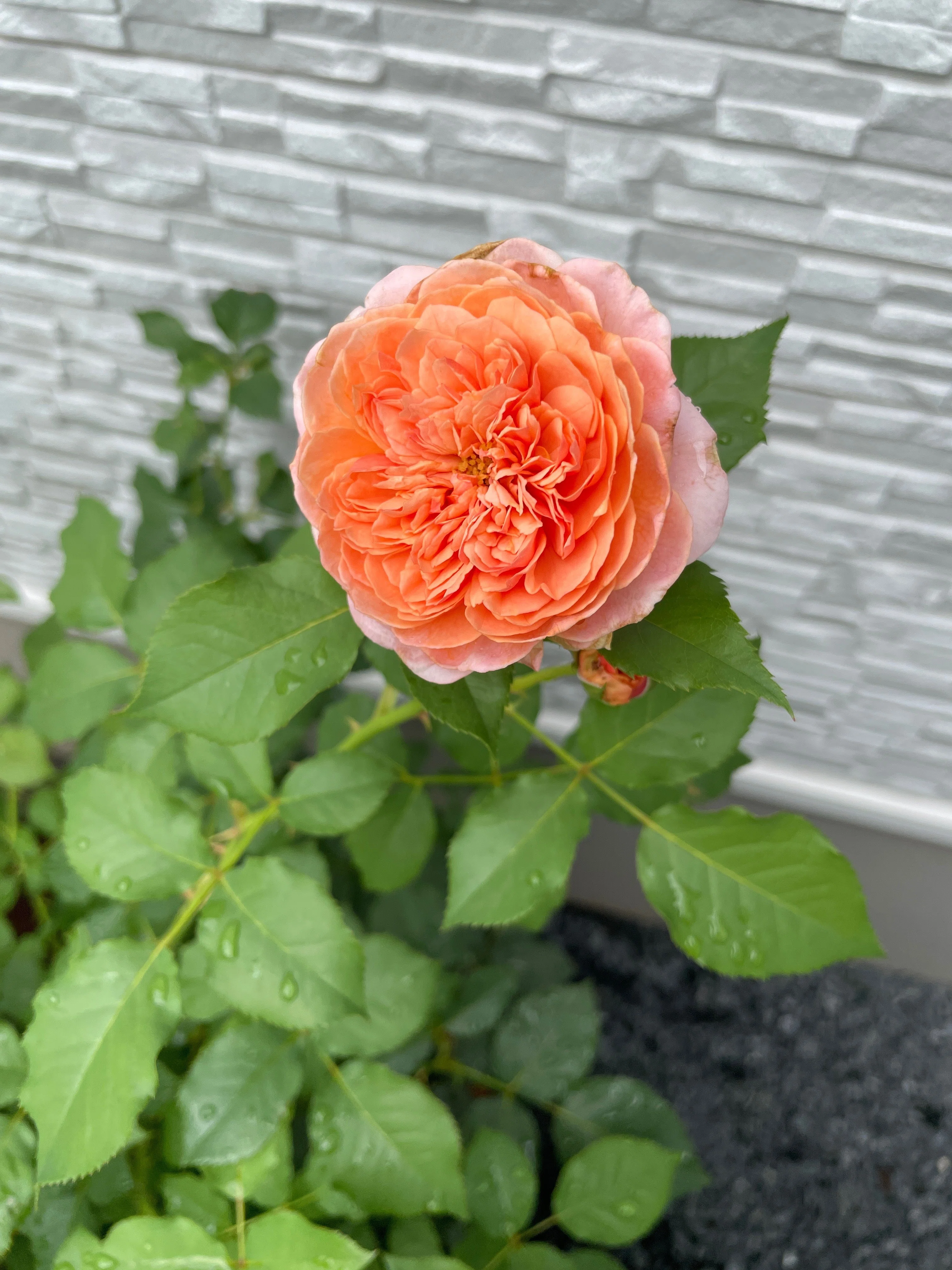 No.9 2025年7月 庭のバラ二番花｜BARABi