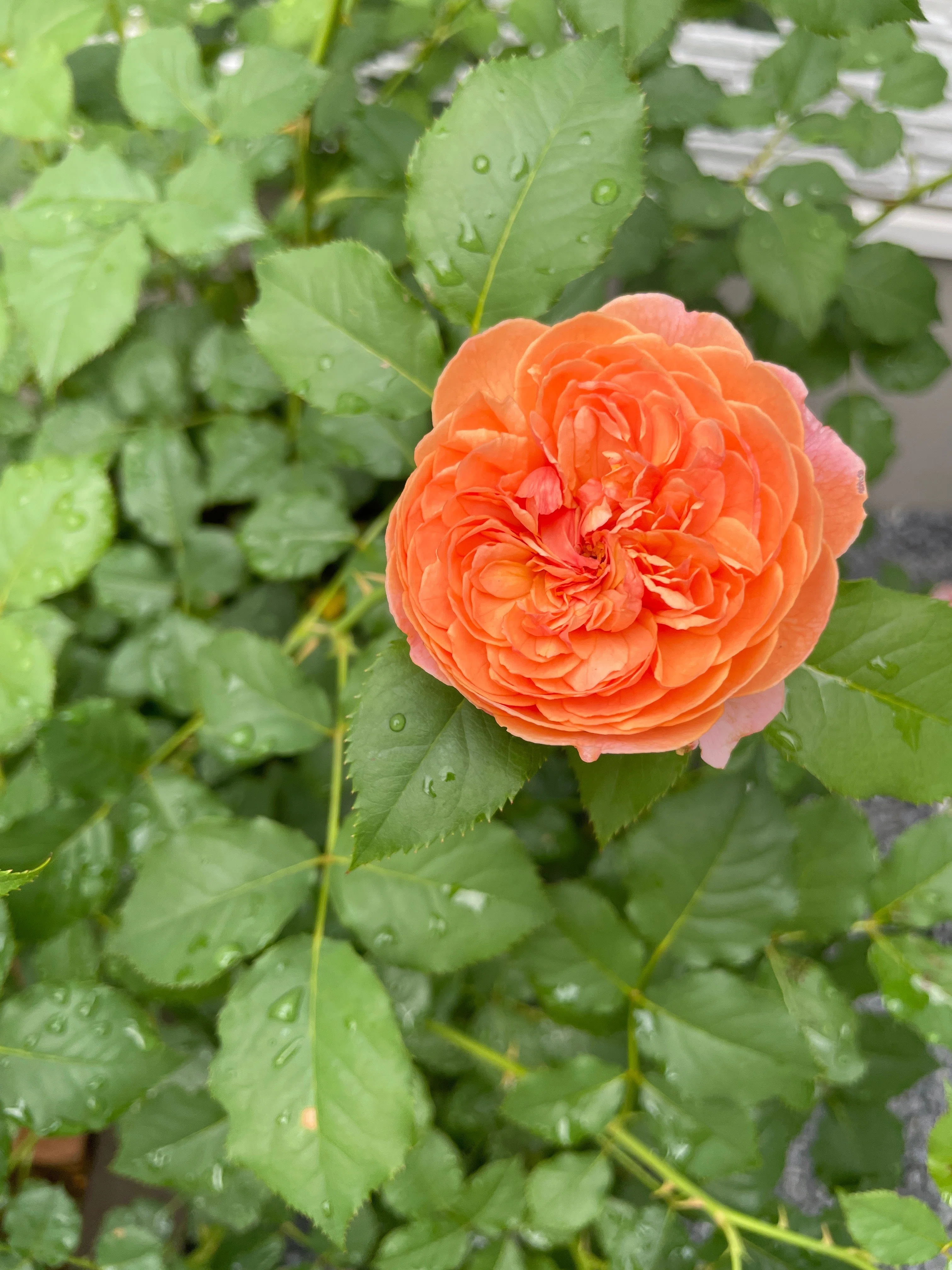 No.9 2025年7月 庭のバラ二番花｜BARABi