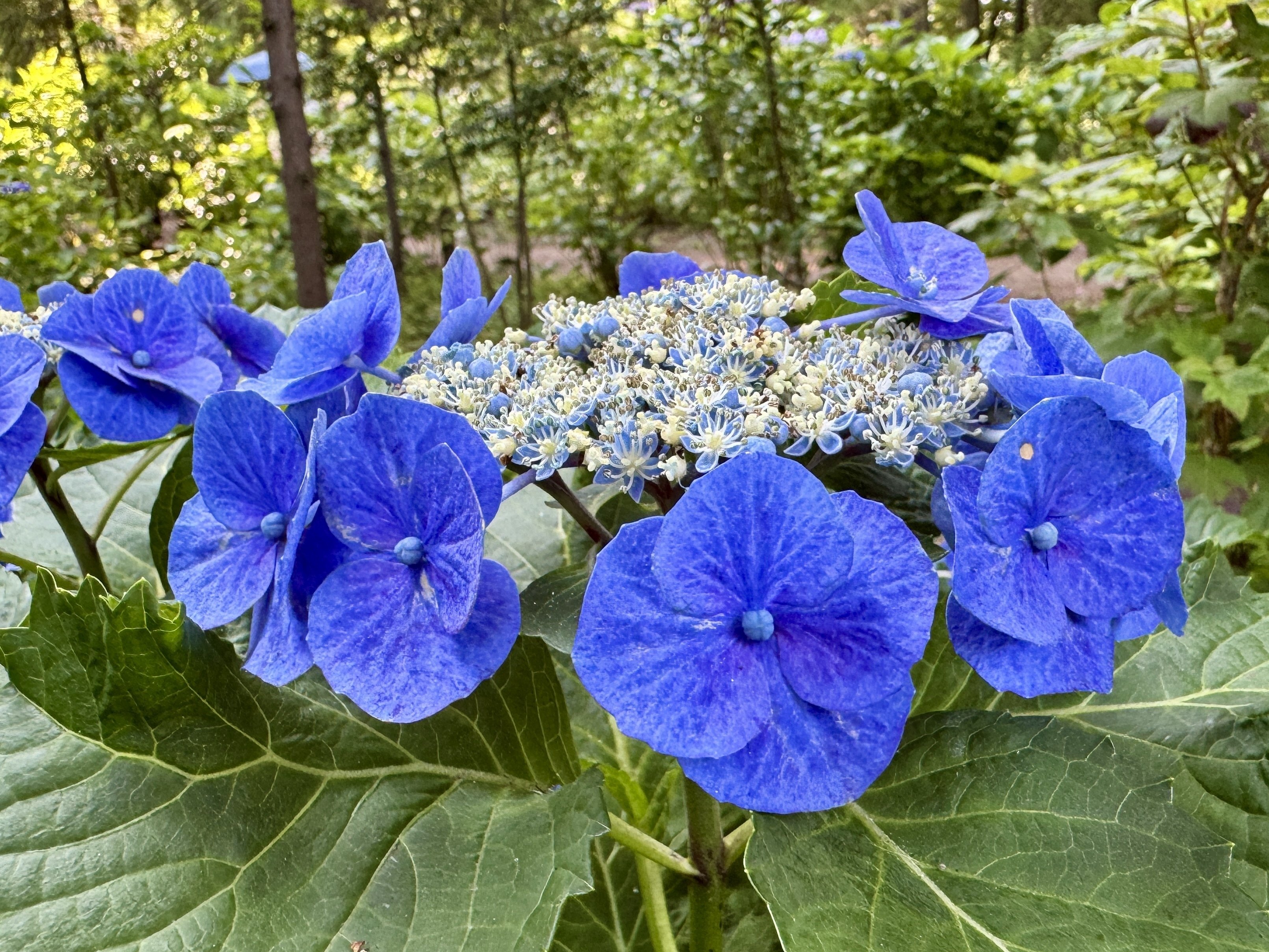 神代歌花譜（アジサイ 13首）｜神代歌花譜