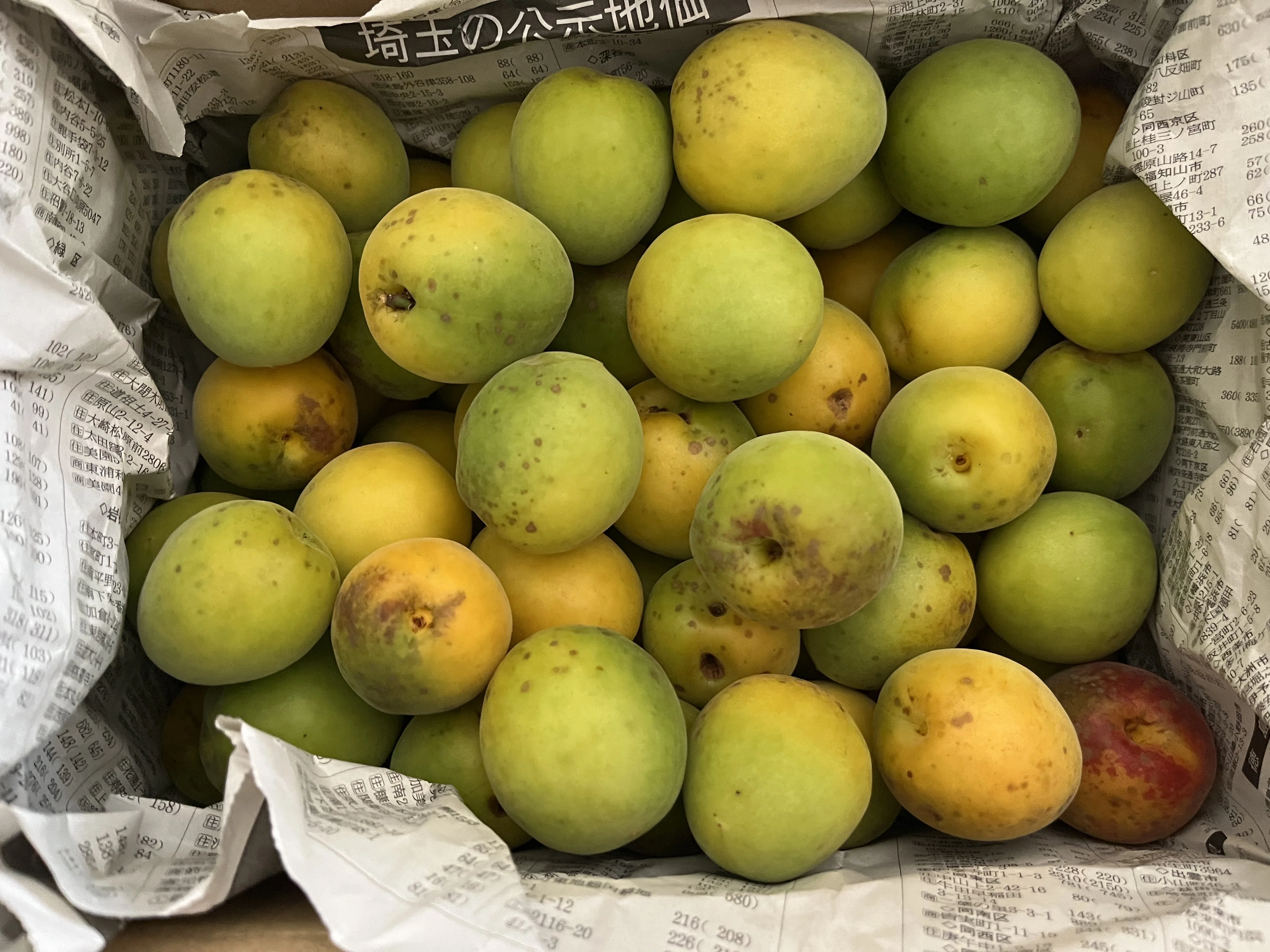 Gorgeous-scented local Kyoto plums, extra-large Joshu-haku (this