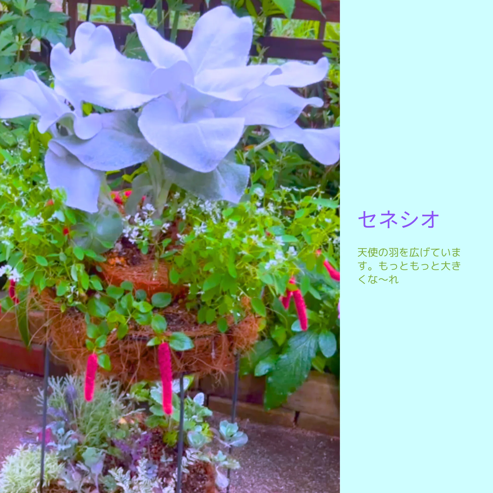 毎年咲く夏の宿根草たち｜Cat rose 「ガーデニングブログ Cat Roseの庭