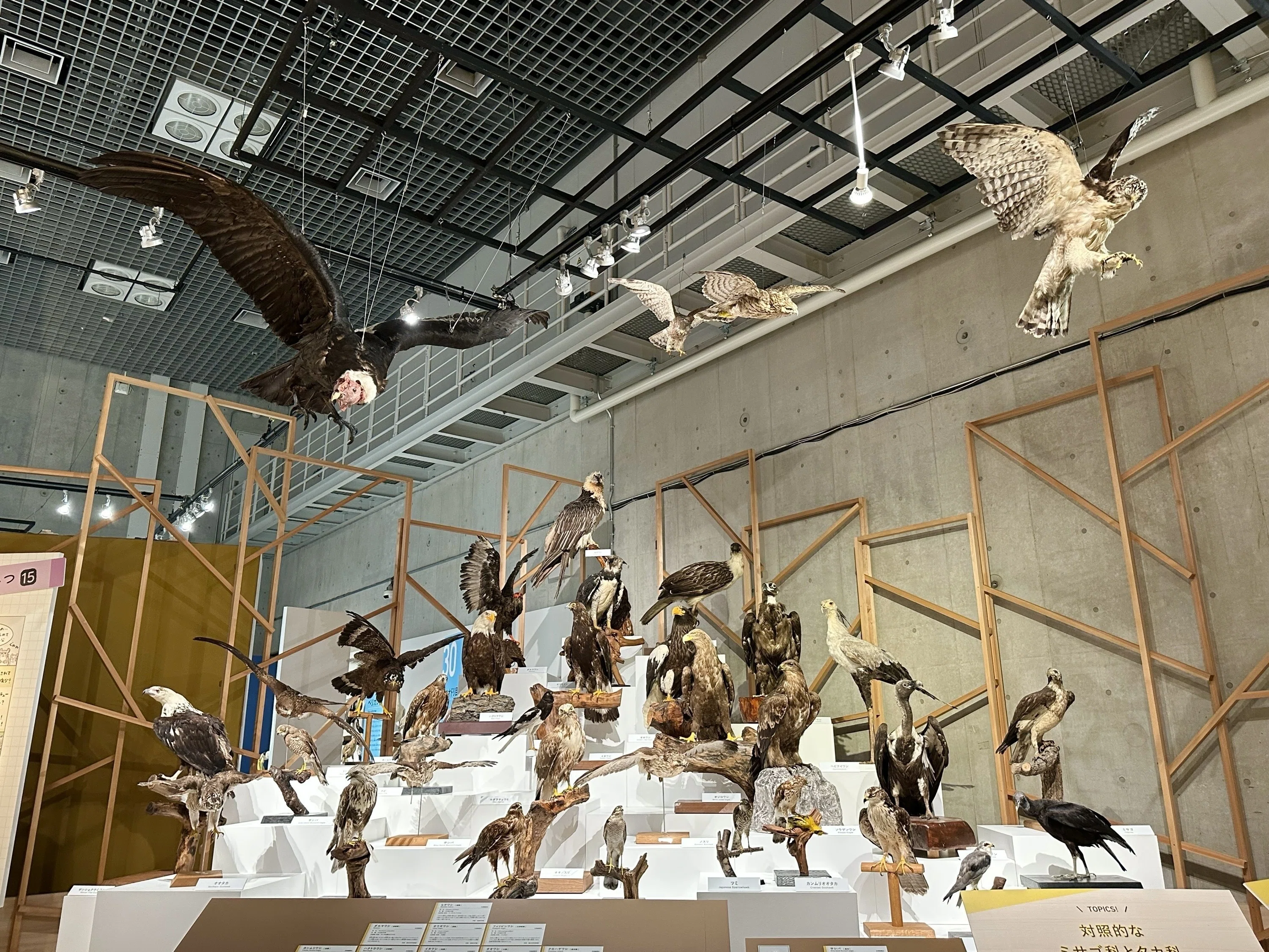 特別展「鳥」(鳥展) で、ぬまがさワタリさんのイラストが素敵だった