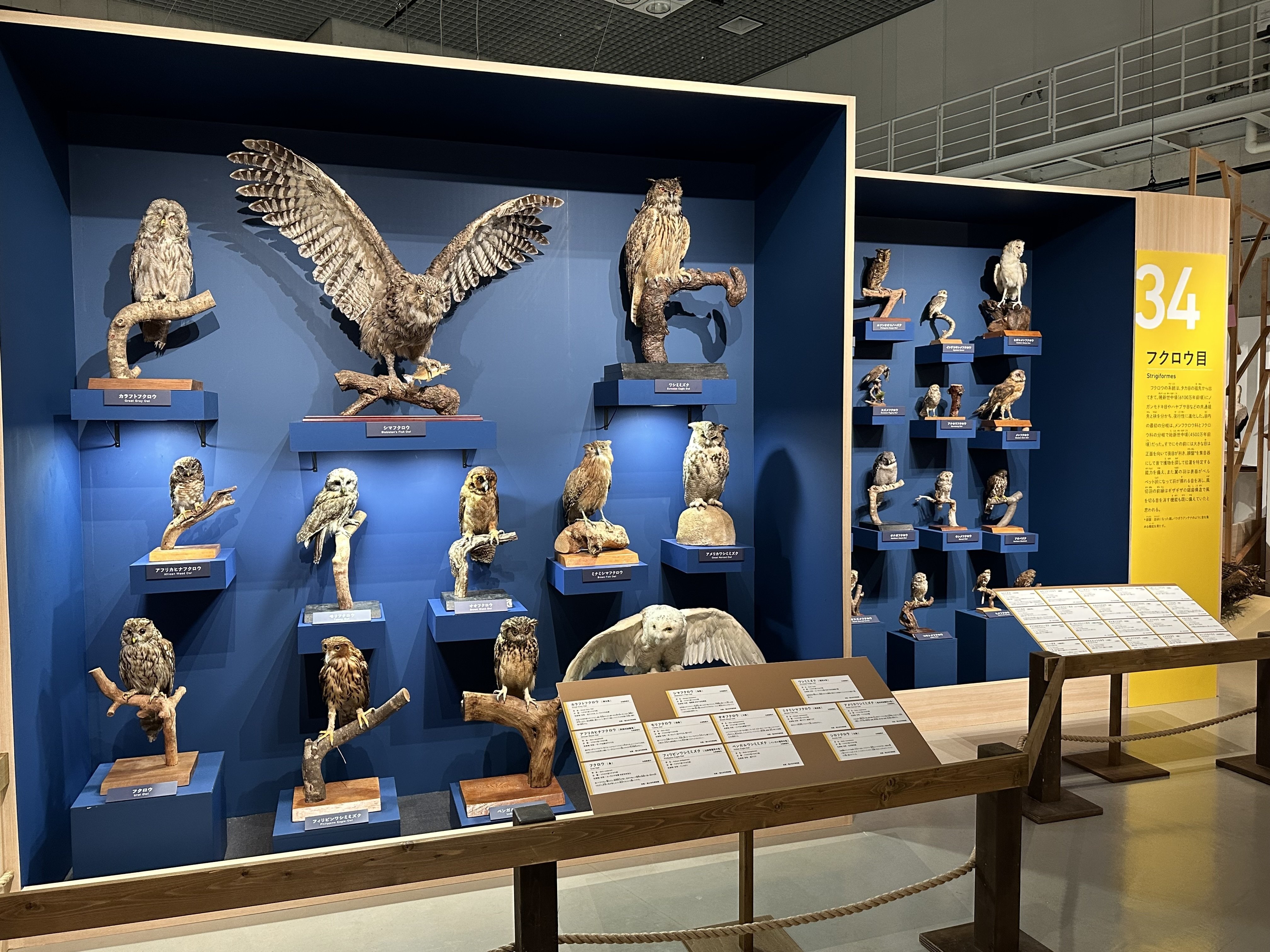 特別展「鳥」(鳥展) で、ぬまがさワタリさんのイラストが素敵だった