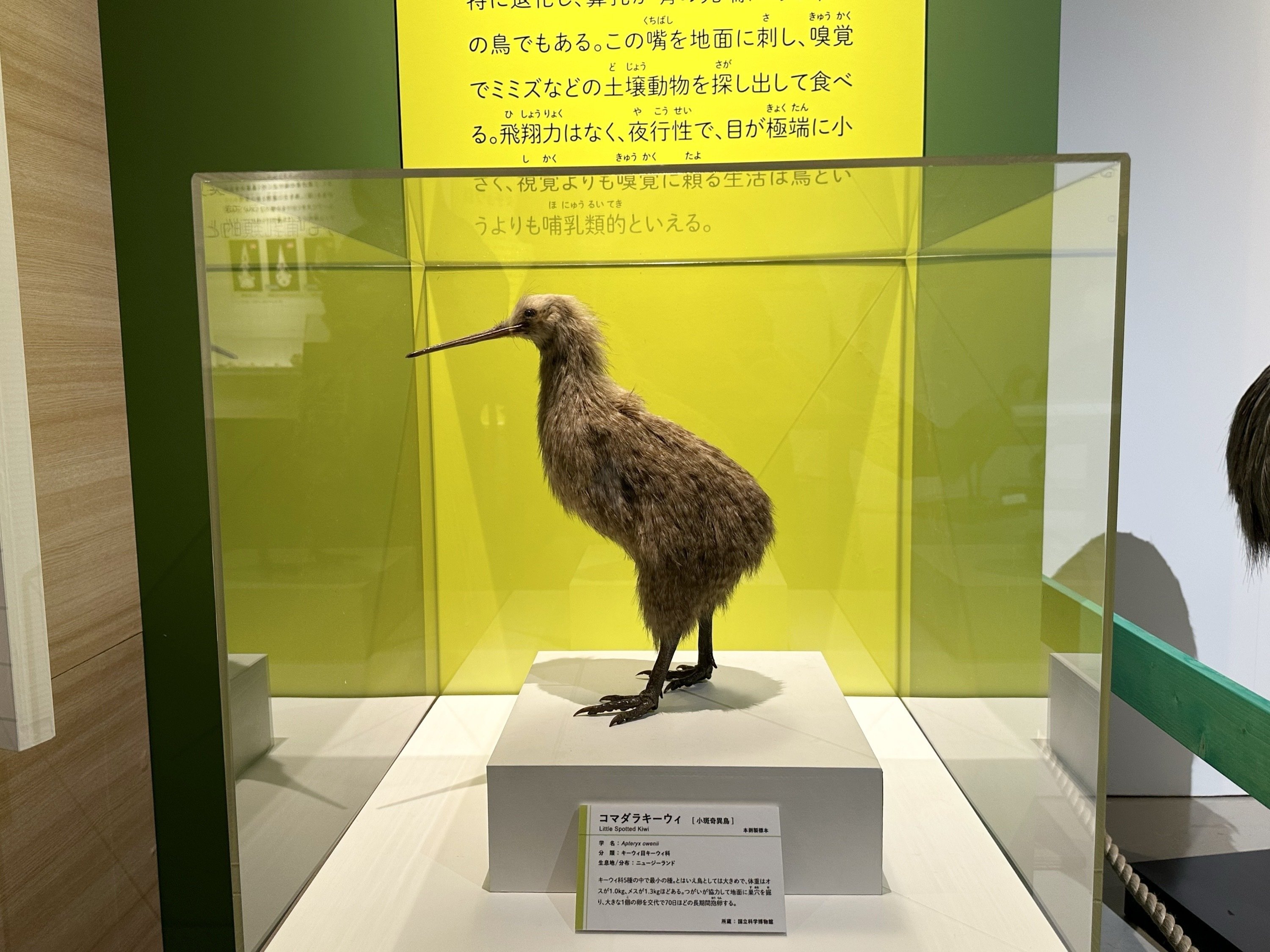 ざくろとブリキの鳥 ポピー / ふろしき文鳥のお店 ( furoshikibuncho )のクリアファイル