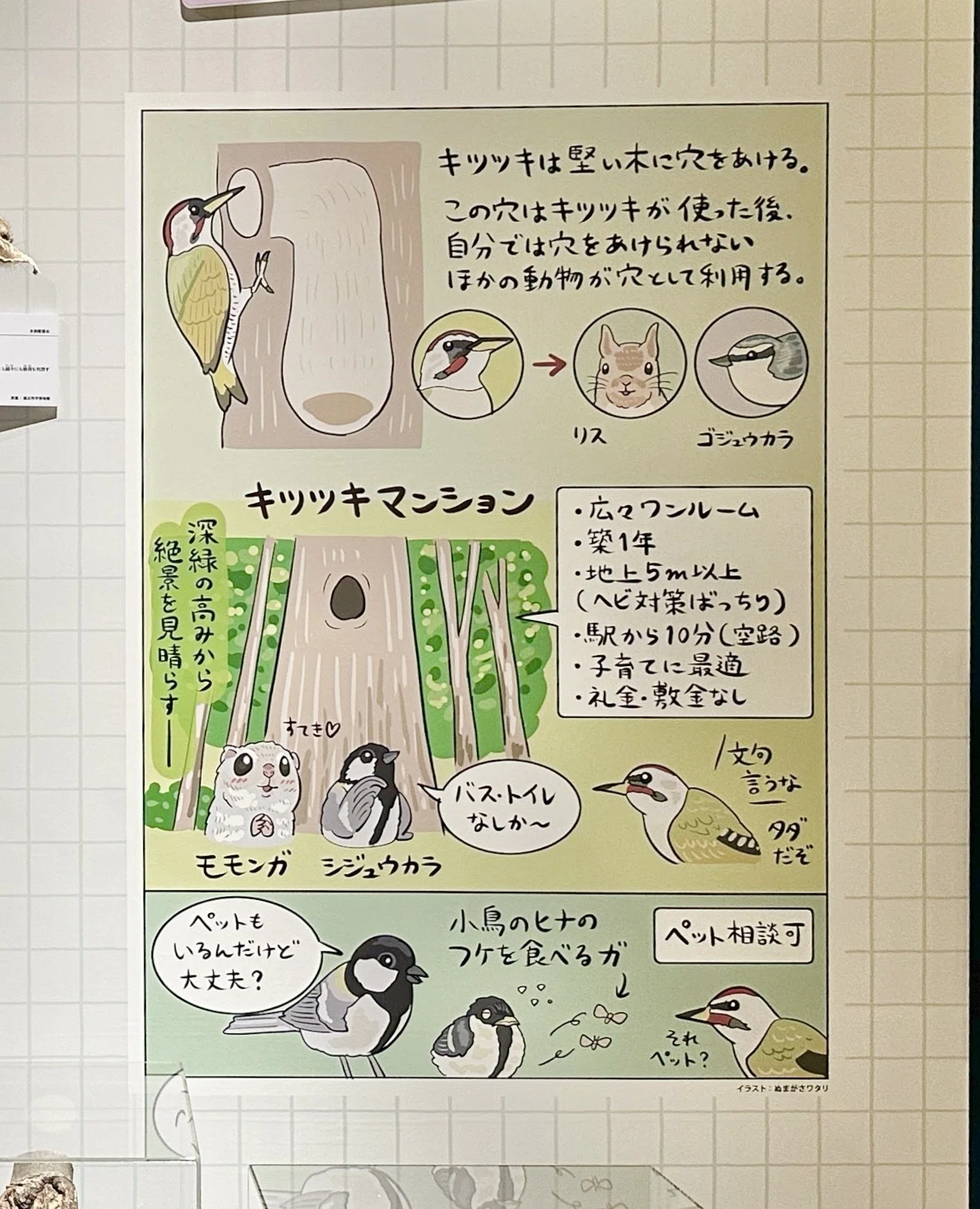 特別展「鳥」(鳥展) で、ぬまがさワタリさんのイラストが素敵だった