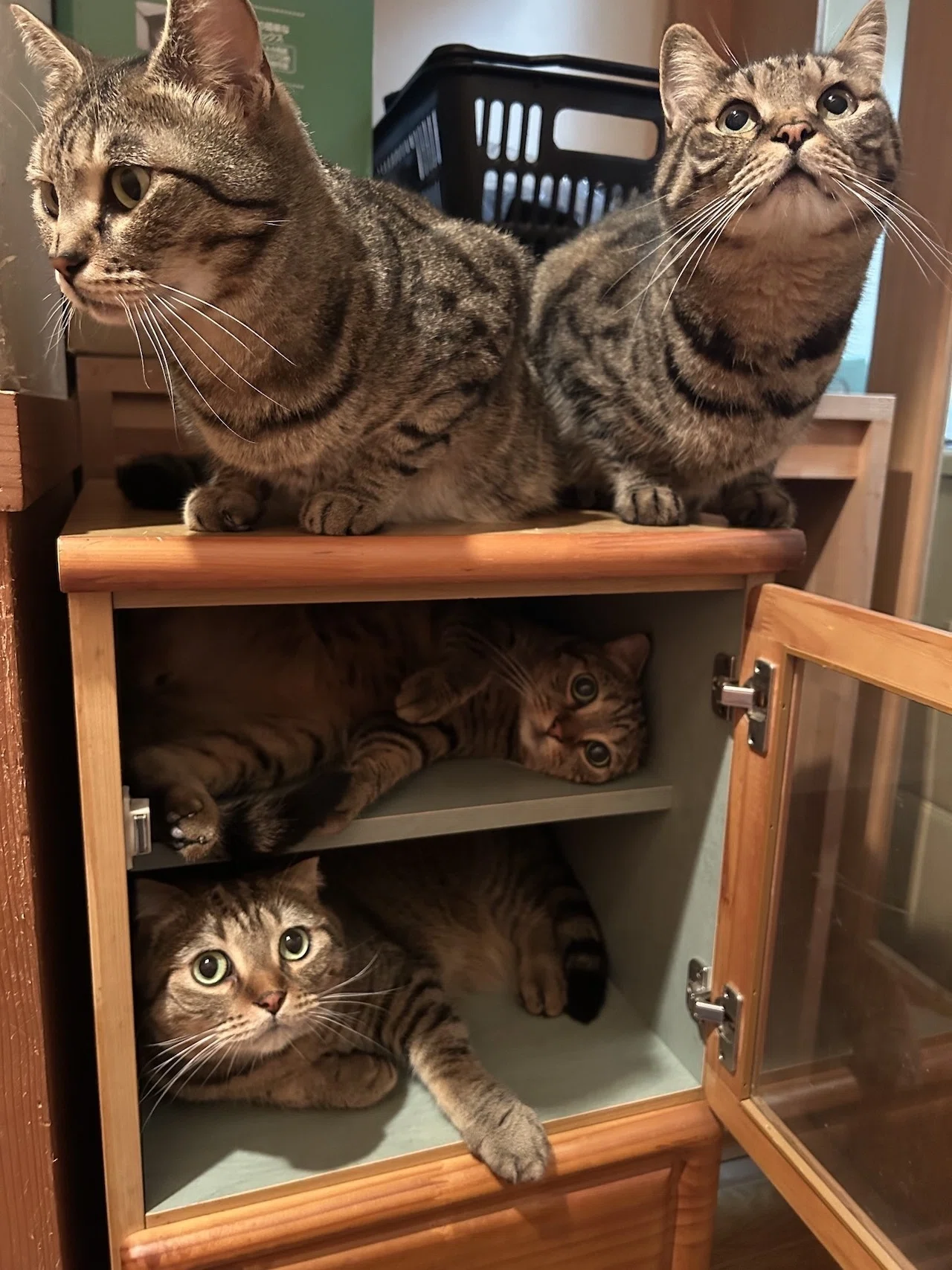 収納力MAXで定員オーバー！友人宅からもらってきた棚を占領する猫たち