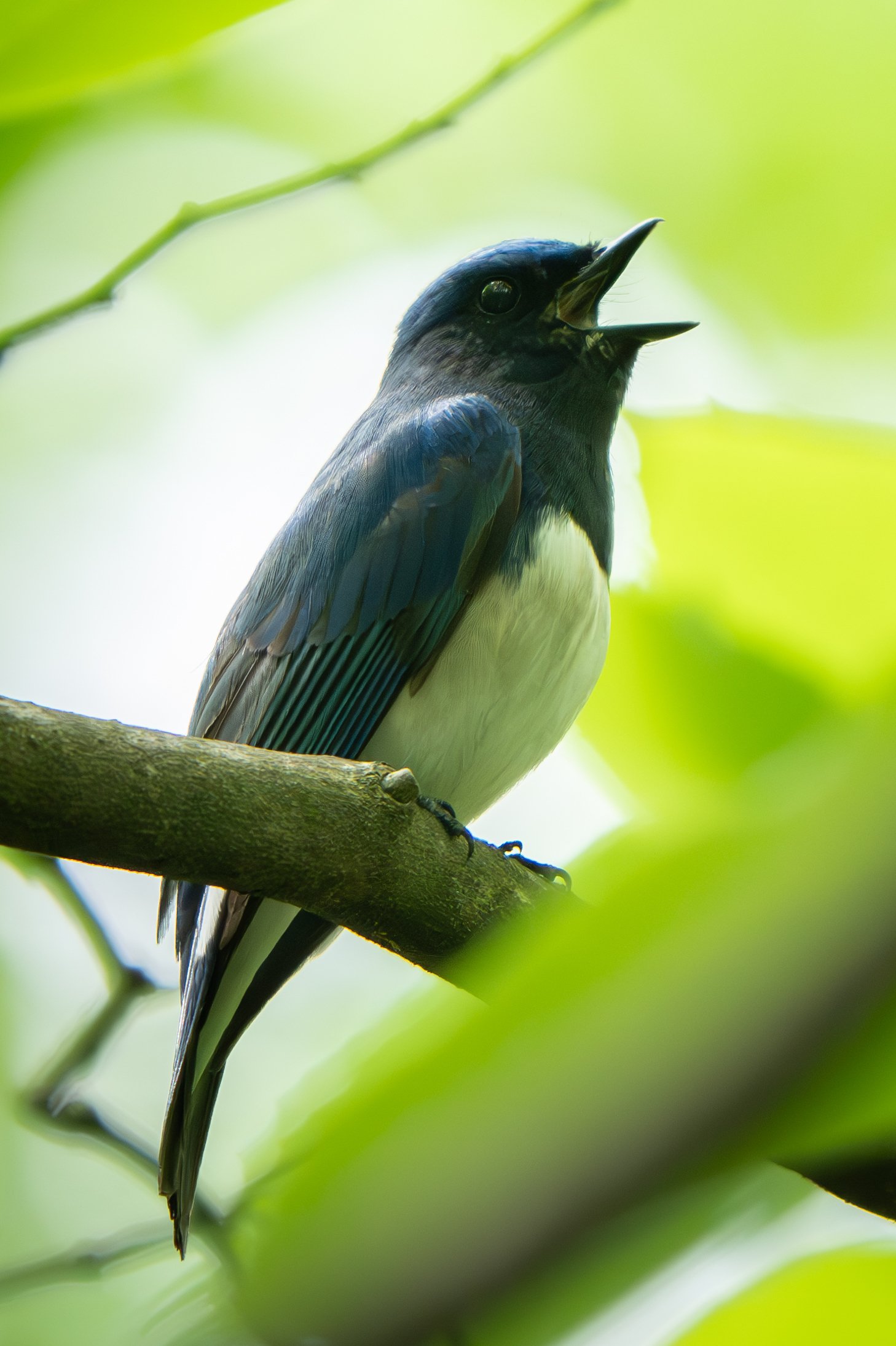 Nikon Z8が来てから、野鳥撮影がもっと楽しくなった!｜METAL