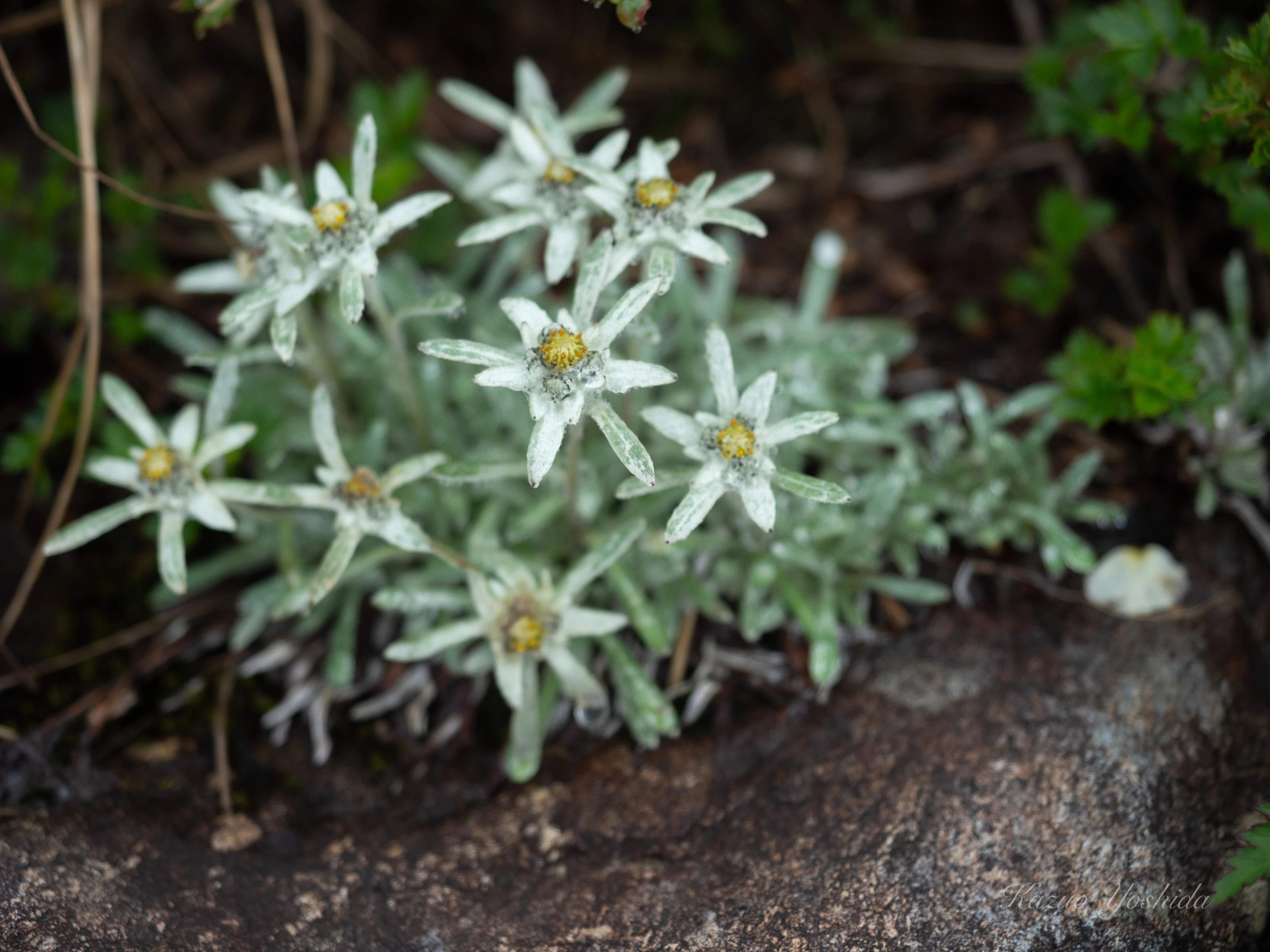 蛇紋岩　紫 最高品質蛇紋岩(Serpentine) Dypingdal, Modum, Buskerud, Norway 産