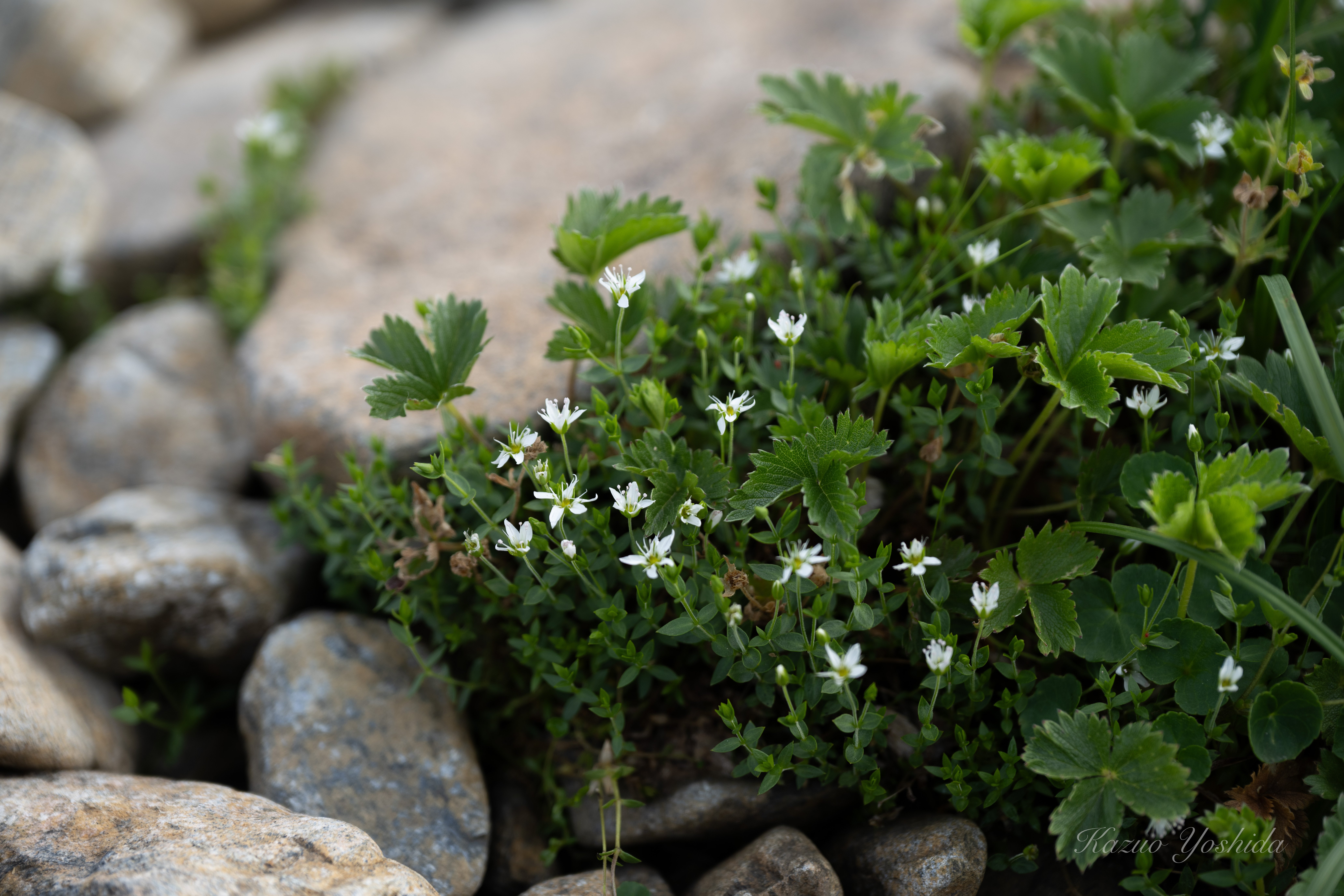 蛇紋岩に咲く花々｜無為の茶客 | Kazuo Yoshida