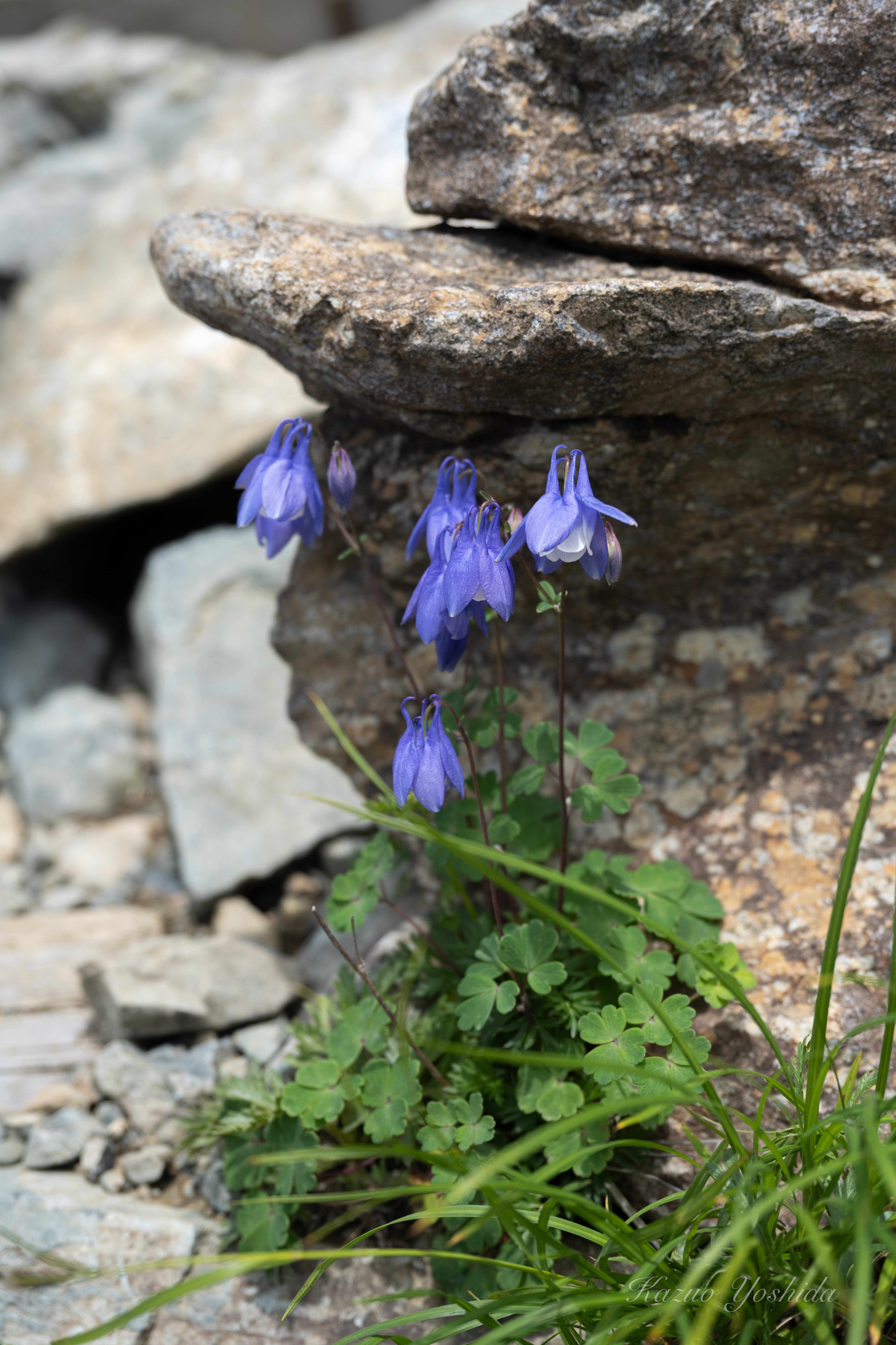 藍九谷氷砕鷺草花紋上手江戸期 わかる方に 2025年最新】藍九谷様式の
