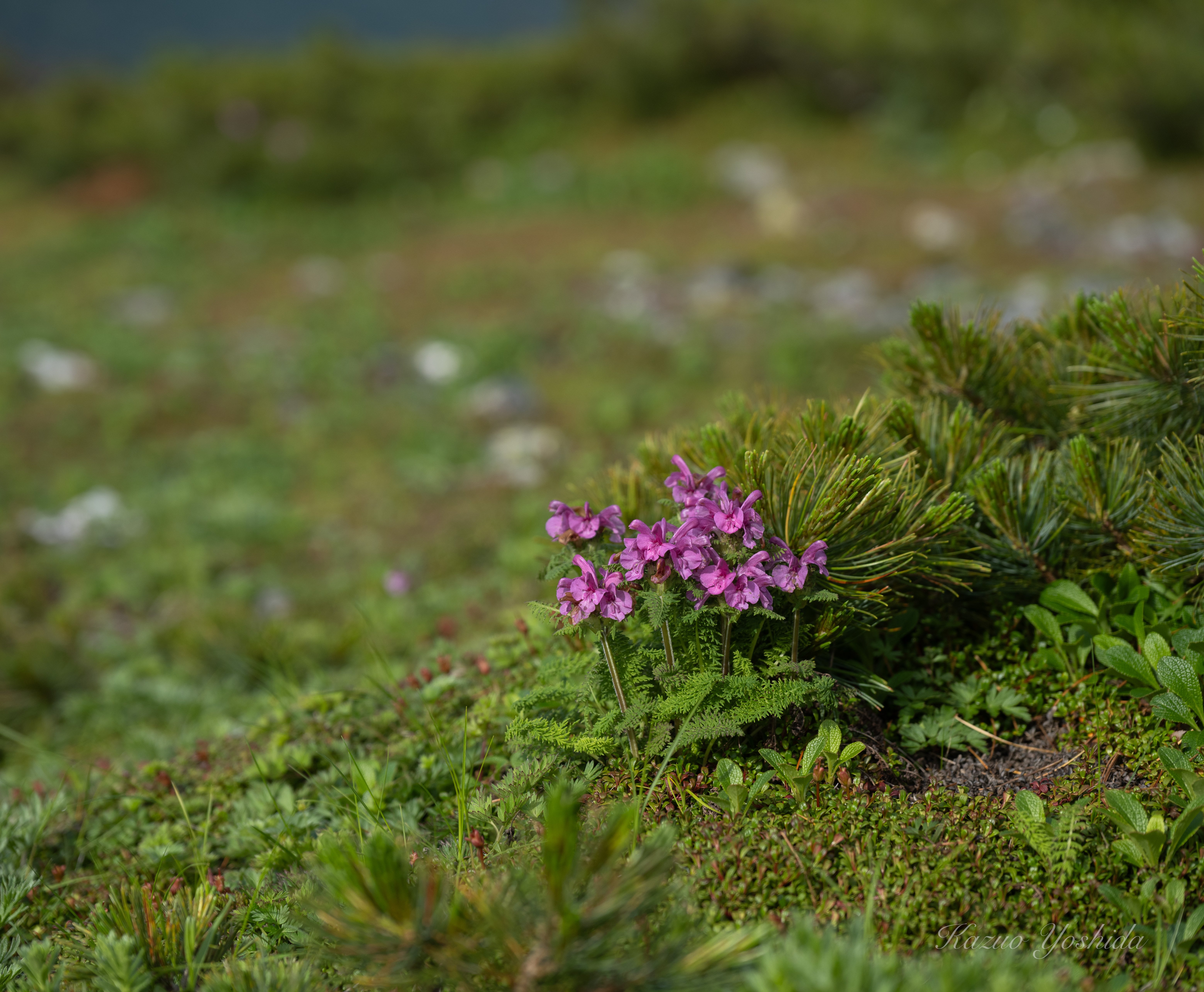 蛇紋岩　紫　赤 ☆サーペンティン原石☆赤蛇紋岩【入りコン沢・2面カット・353g