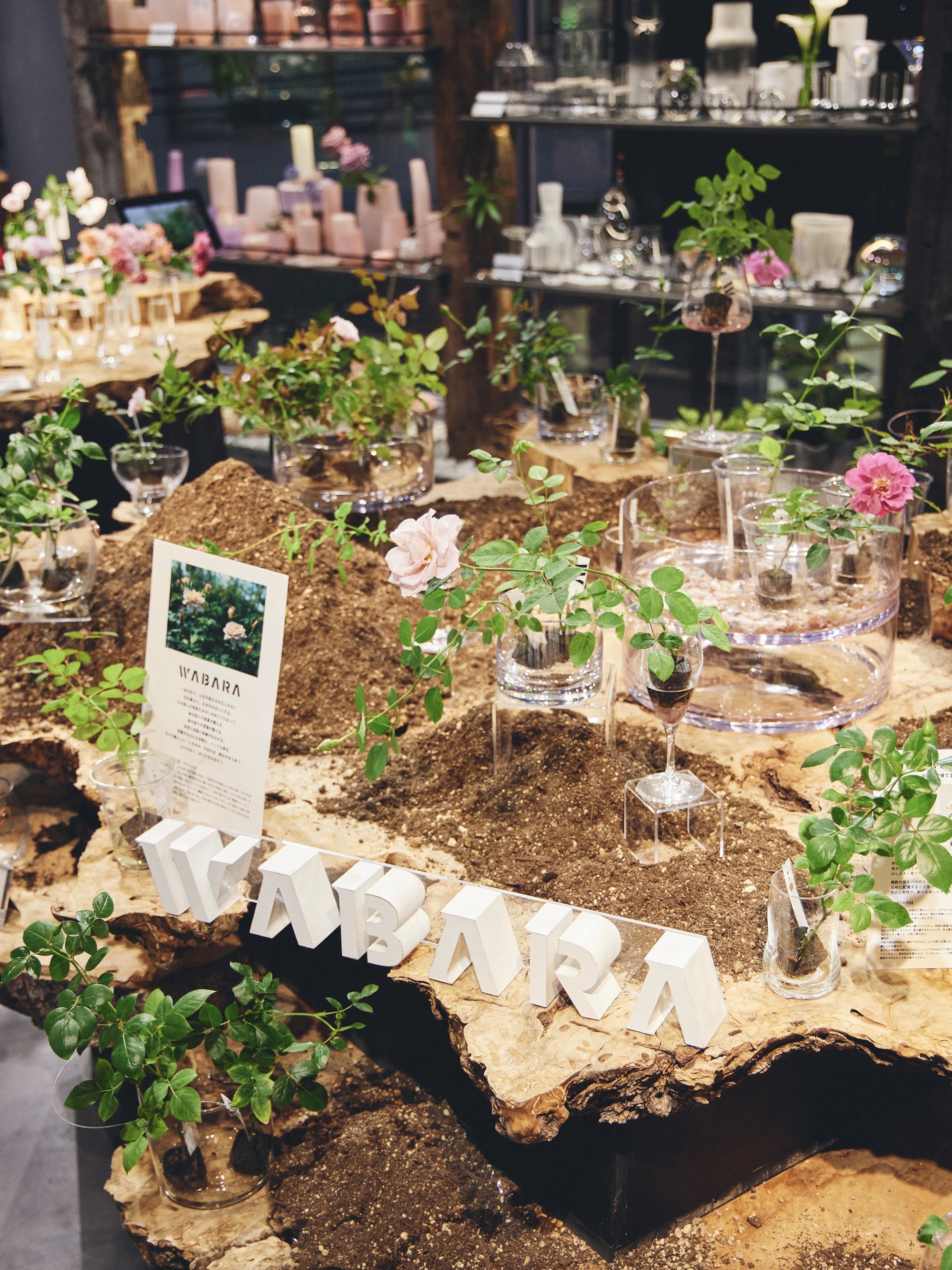 POP-UP REPORT】WABARA「おへやで育てるばら mini」がFLOWER VASE