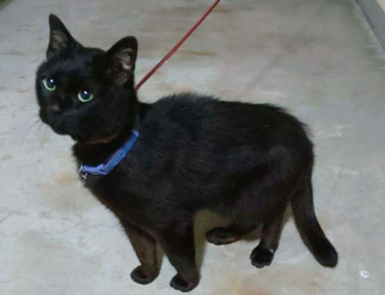 こ、これは……！！ ネコポスの箱デザインが可愛すぎる ฅ^•ﻌ•^ฅ