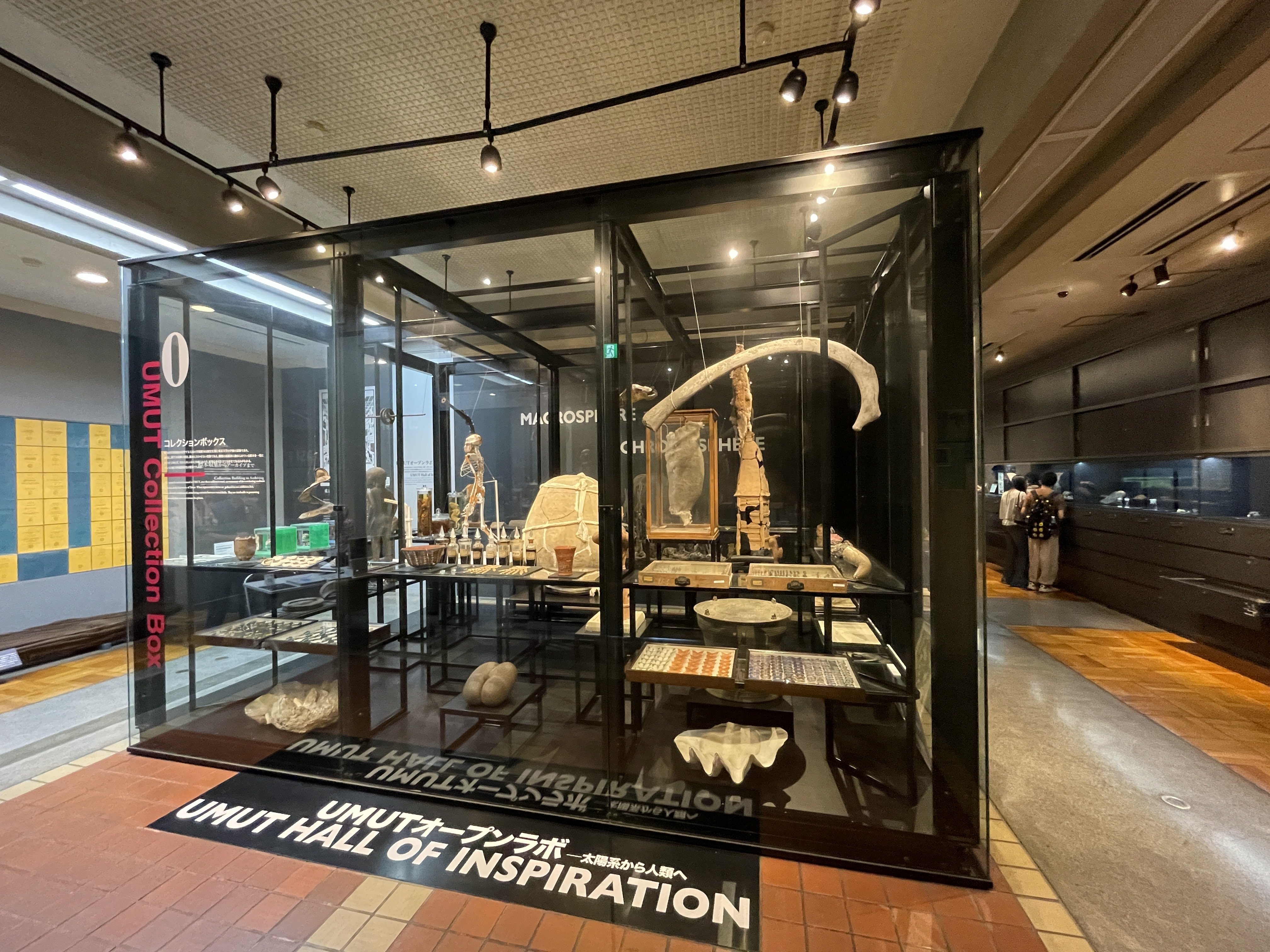 すごい博物館002】東京大学総合研究博物館：最高学府130年の歴史的