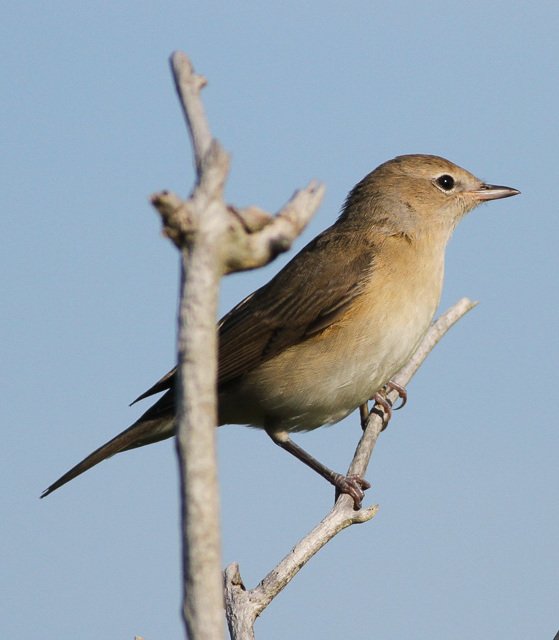 メシアン:ニワムシクイ/忘れられた捧げもの(アウストベ) Messiaen : La Fauvette des jardins / Ugorski 1993 - YouTube