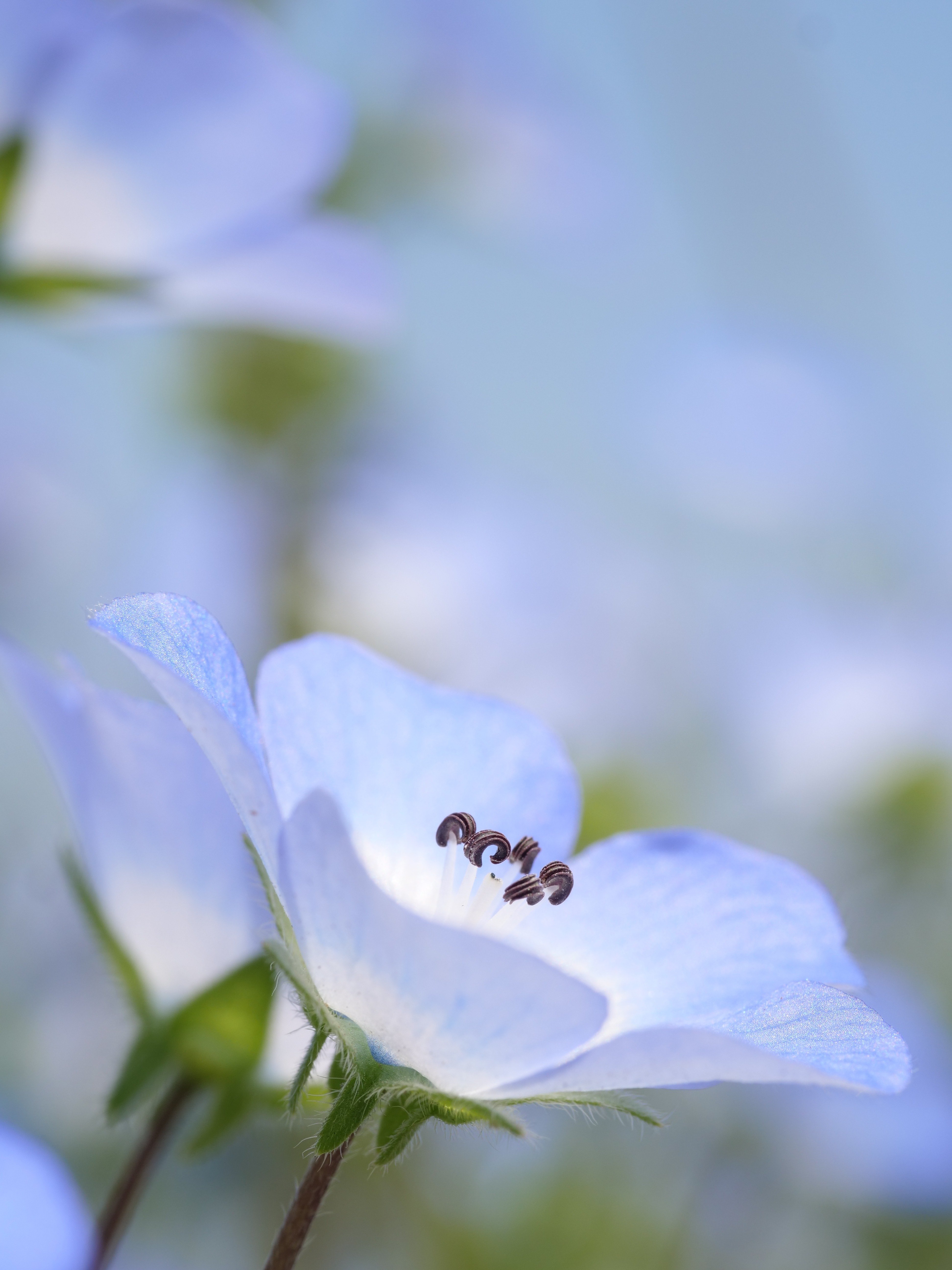 ライカ DG MACRO-ELMARIT 45mm f2.8 LUMIX マクロ パナソニック(Panasonic) LEICA DG MACRO-ELMARIT 45mm/F2.8